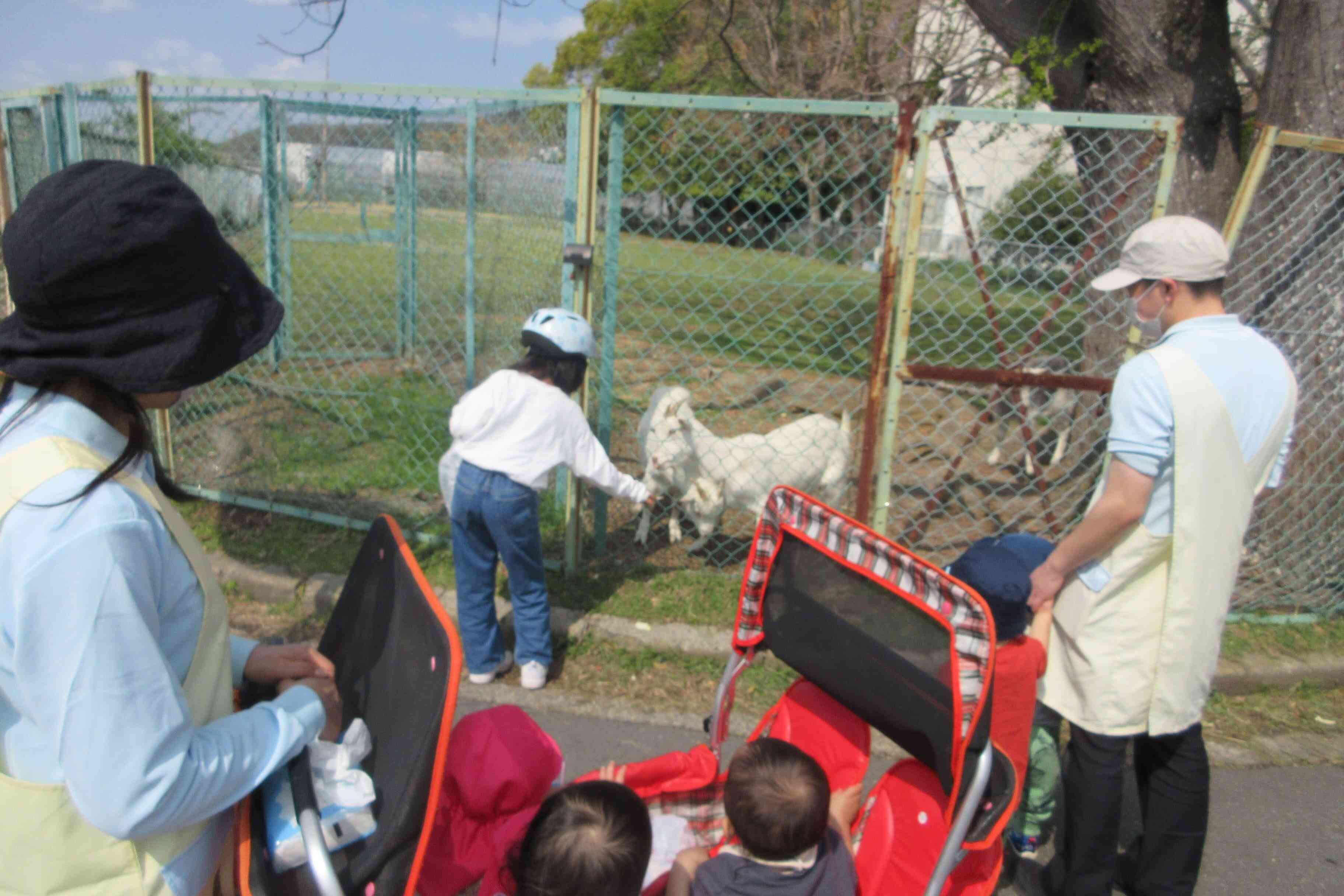 ヤギさんを見に行ったよ