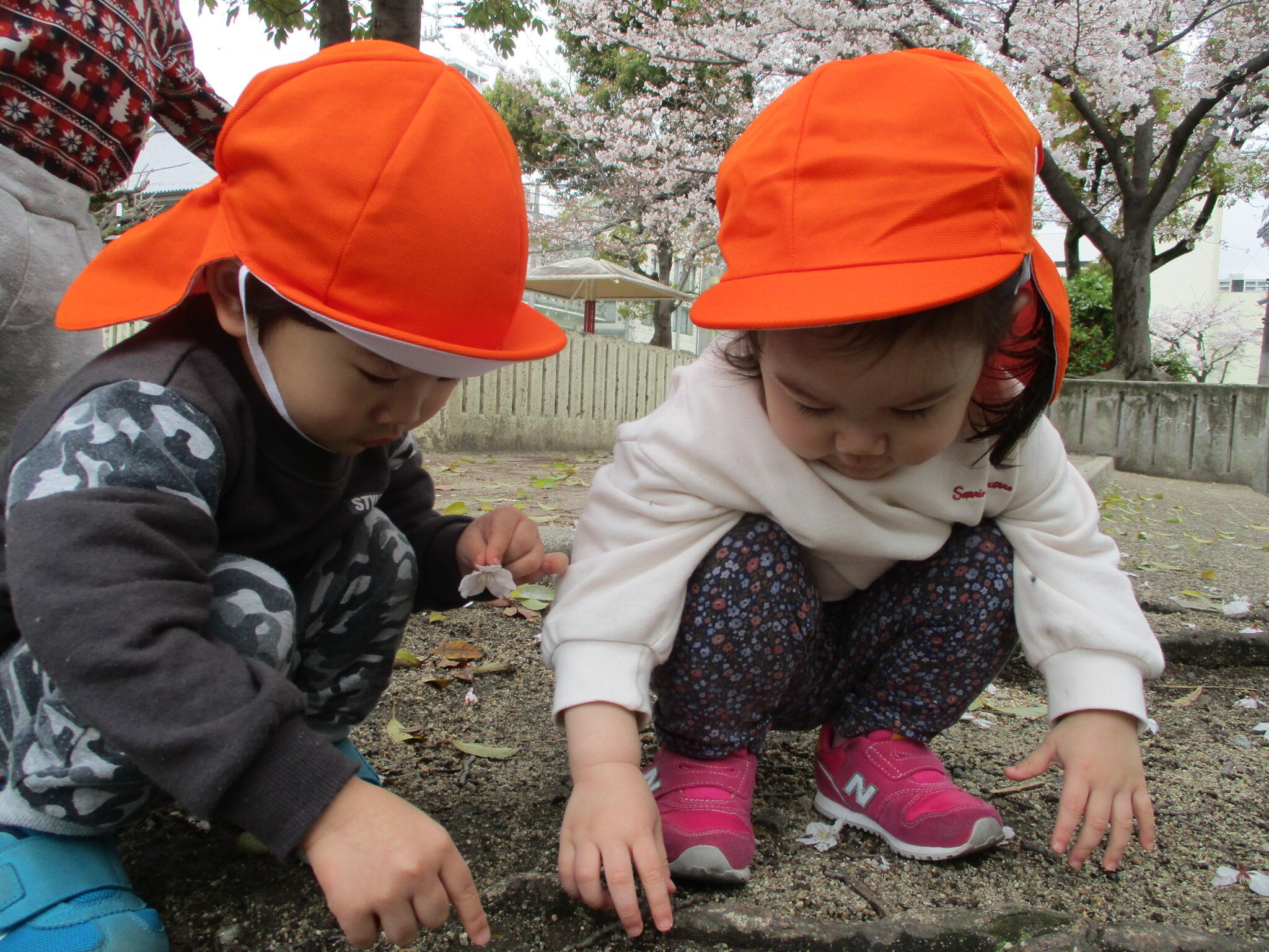 ここにも桜が落ちてるね