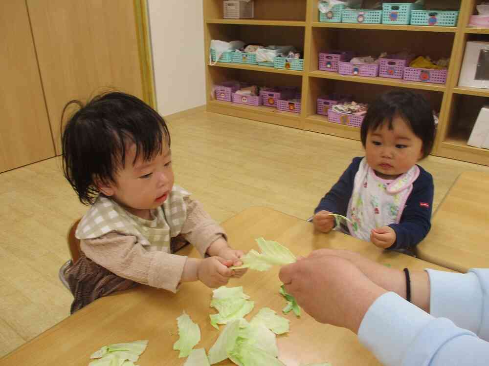 キャベツの葉っぱってどんな感じ？（食育）