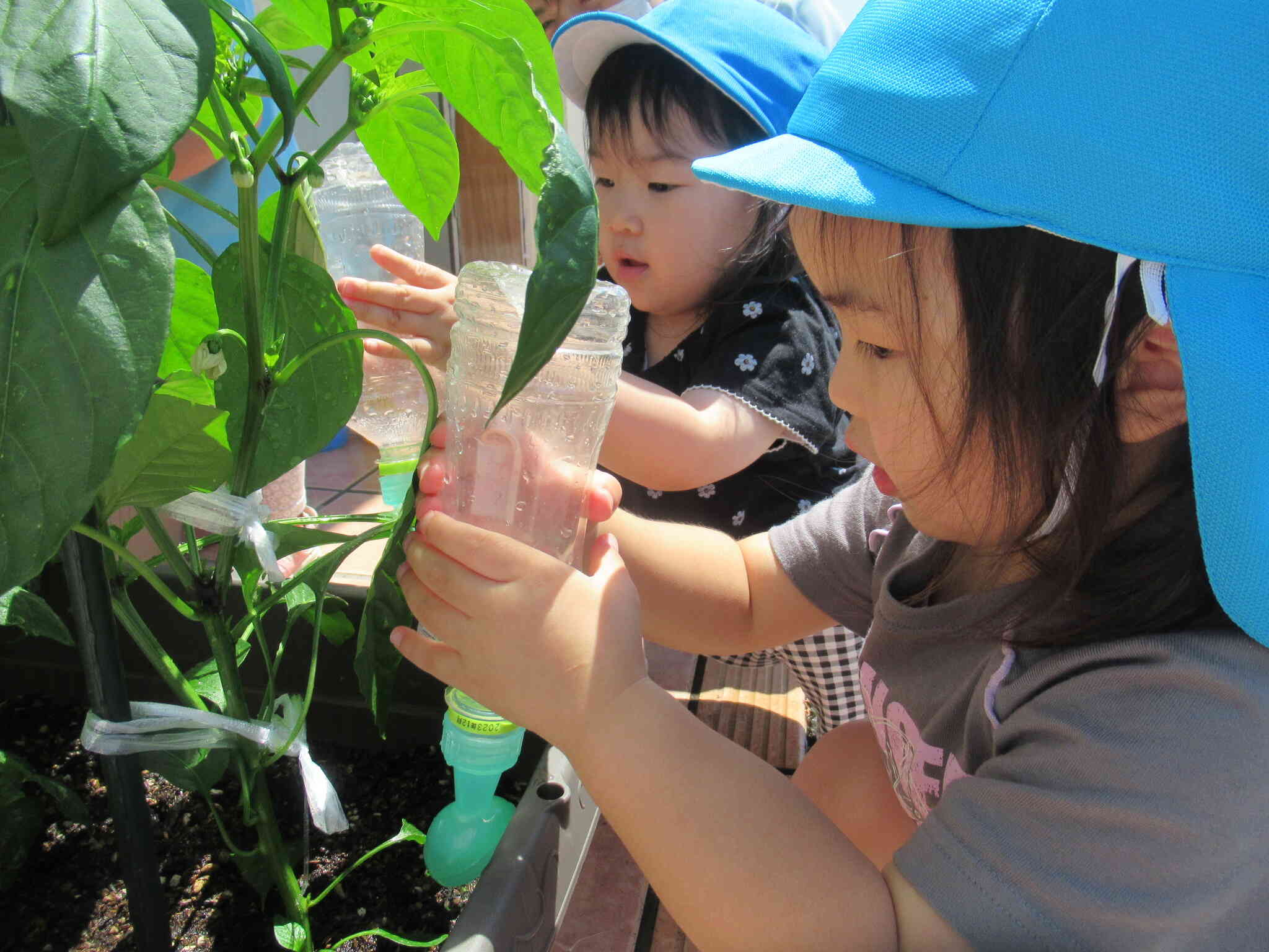 お野菜大きくなってきましたよ～