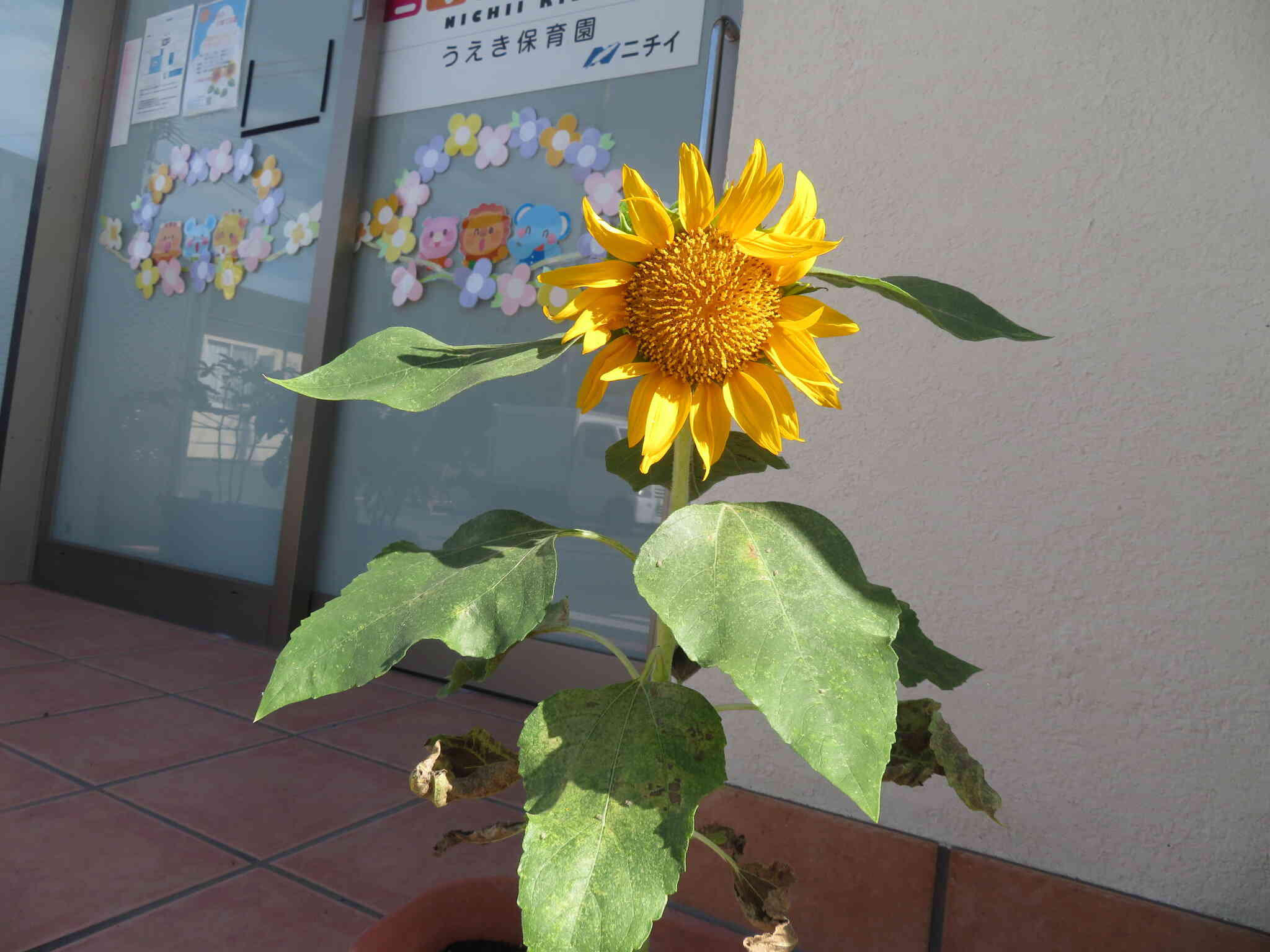 ひまわり