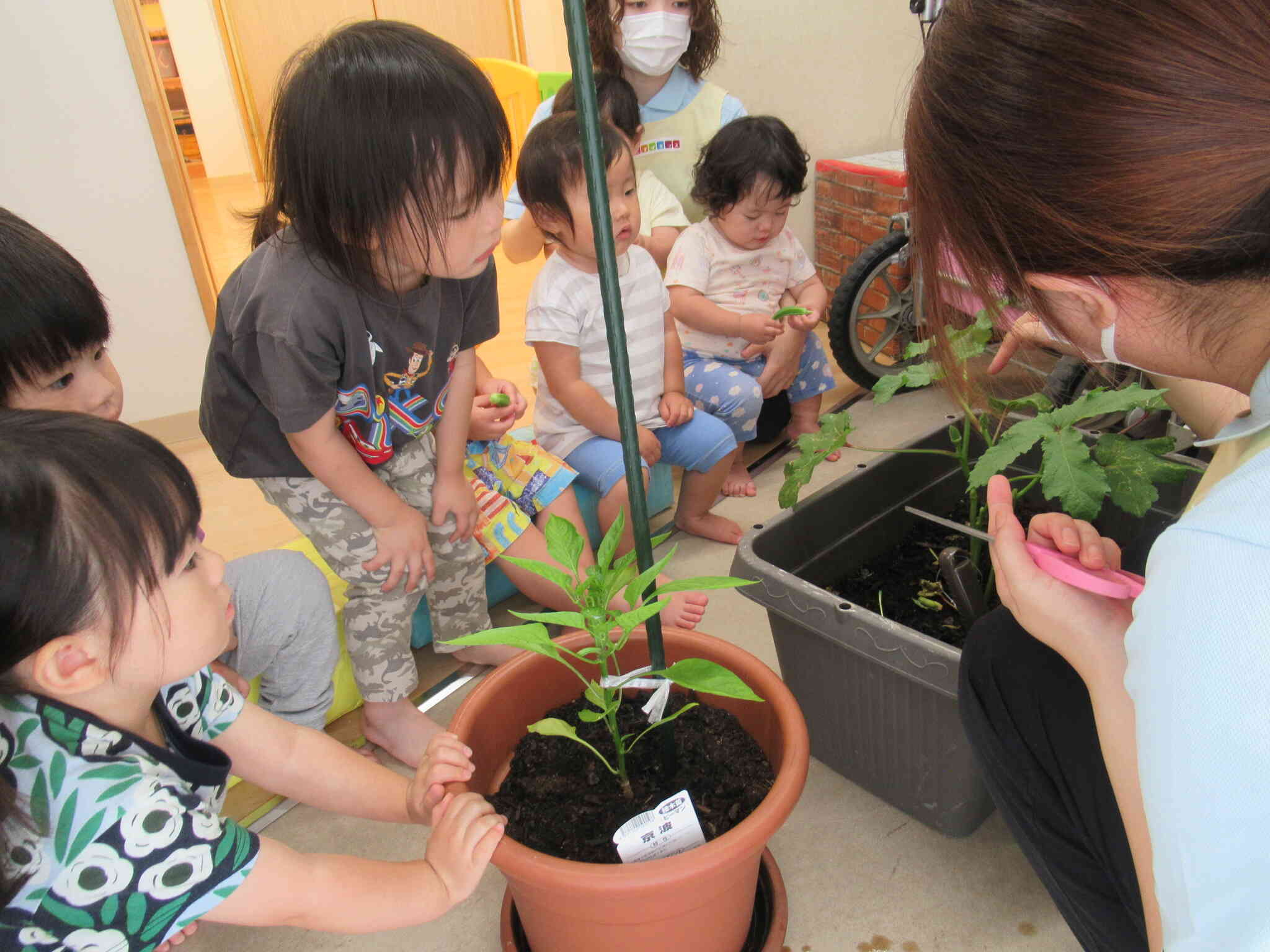 野菜の収穫