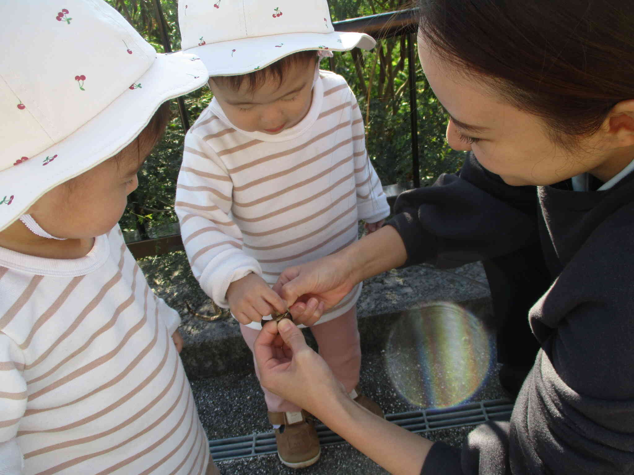 なんだろ～めくれるね！種が出てきた！