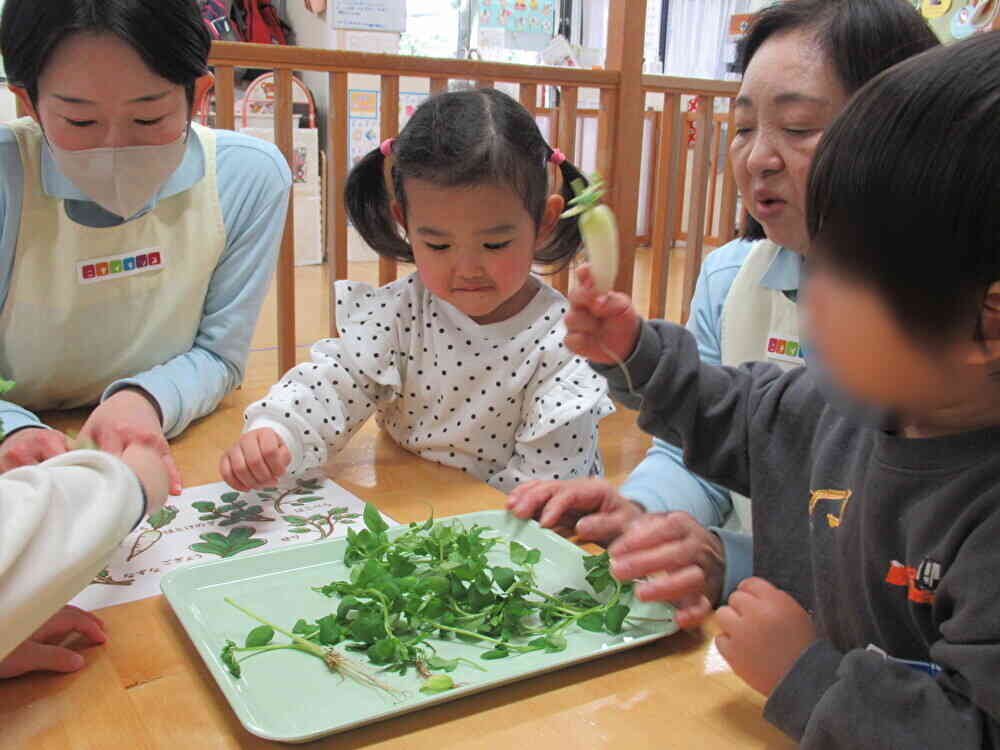 七草に興味津々の子供たち
