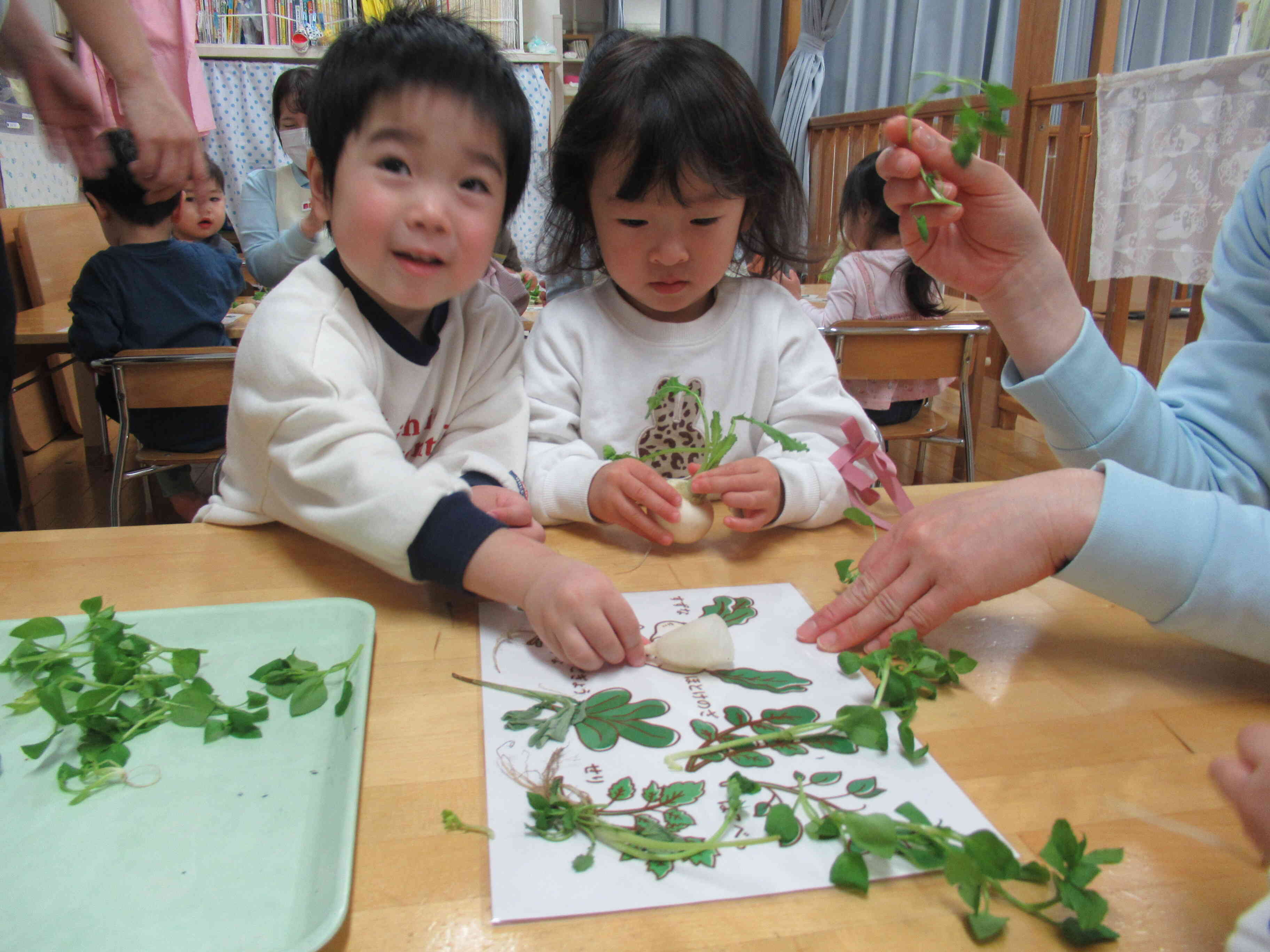 イラストと一緒の七草はどれかわかるかな？
