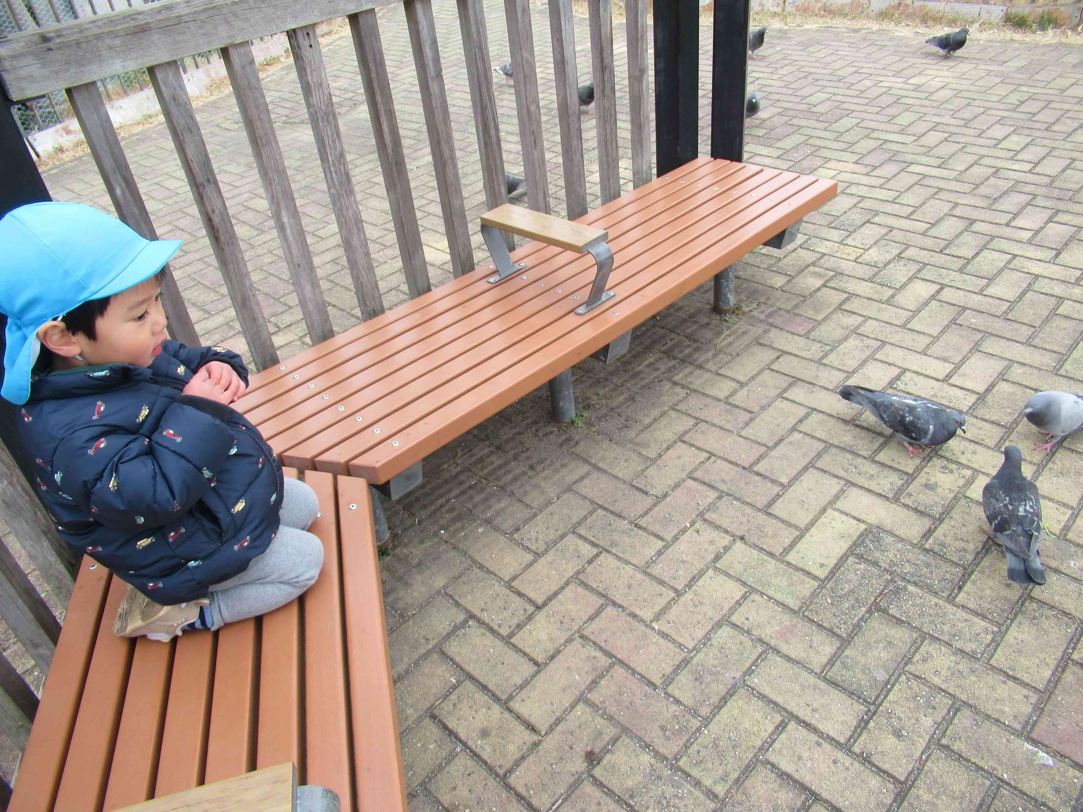 ハトさんがたくさん集まってきてちょっとびっくり！