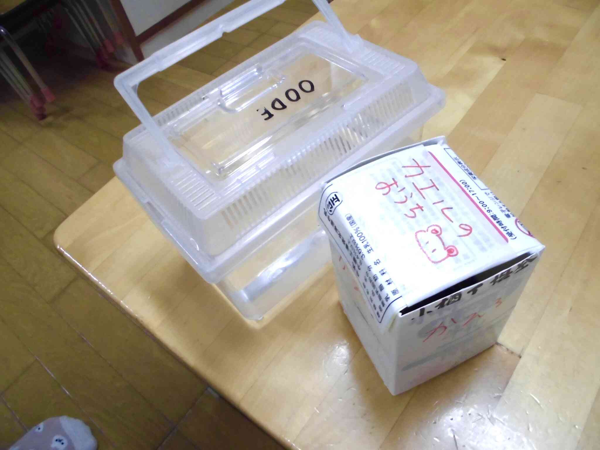 牛乳パックの中から、遂にお引っ越しです！