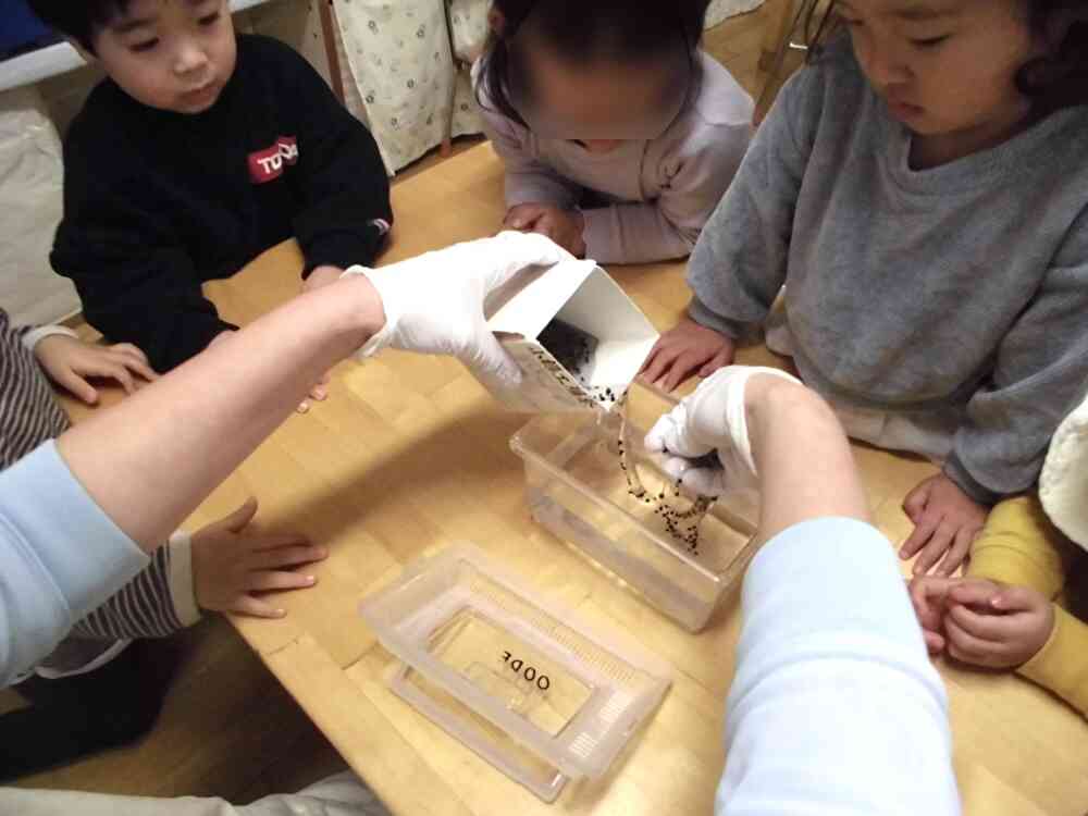 カエルの卵ちゃんのお引越し