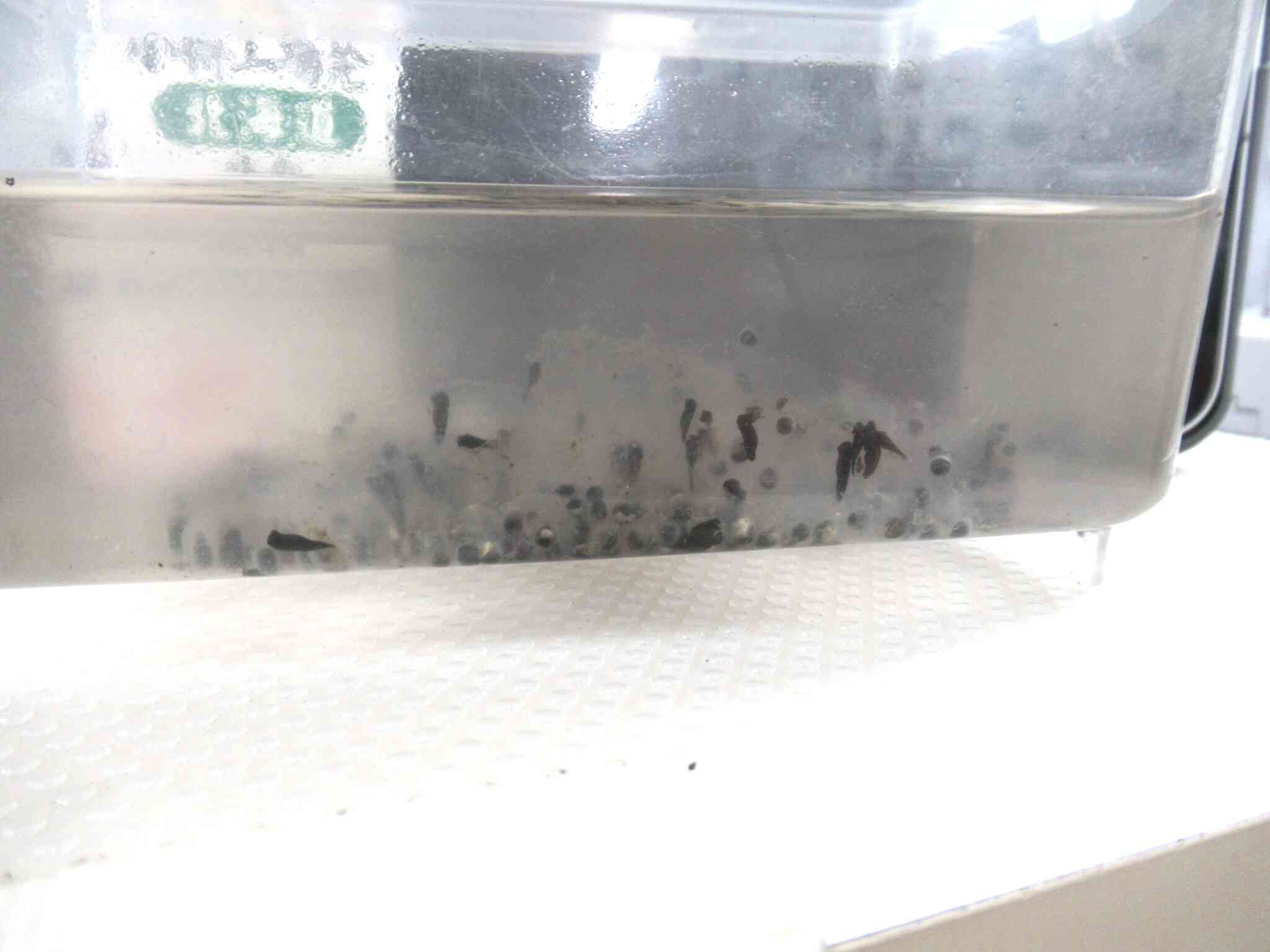 卵の中からおたまじゃくしらしき生き物がでてきてます。