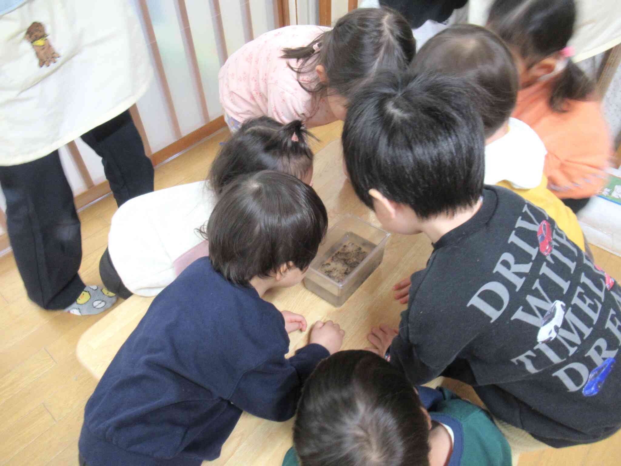 カエルの卵の様子