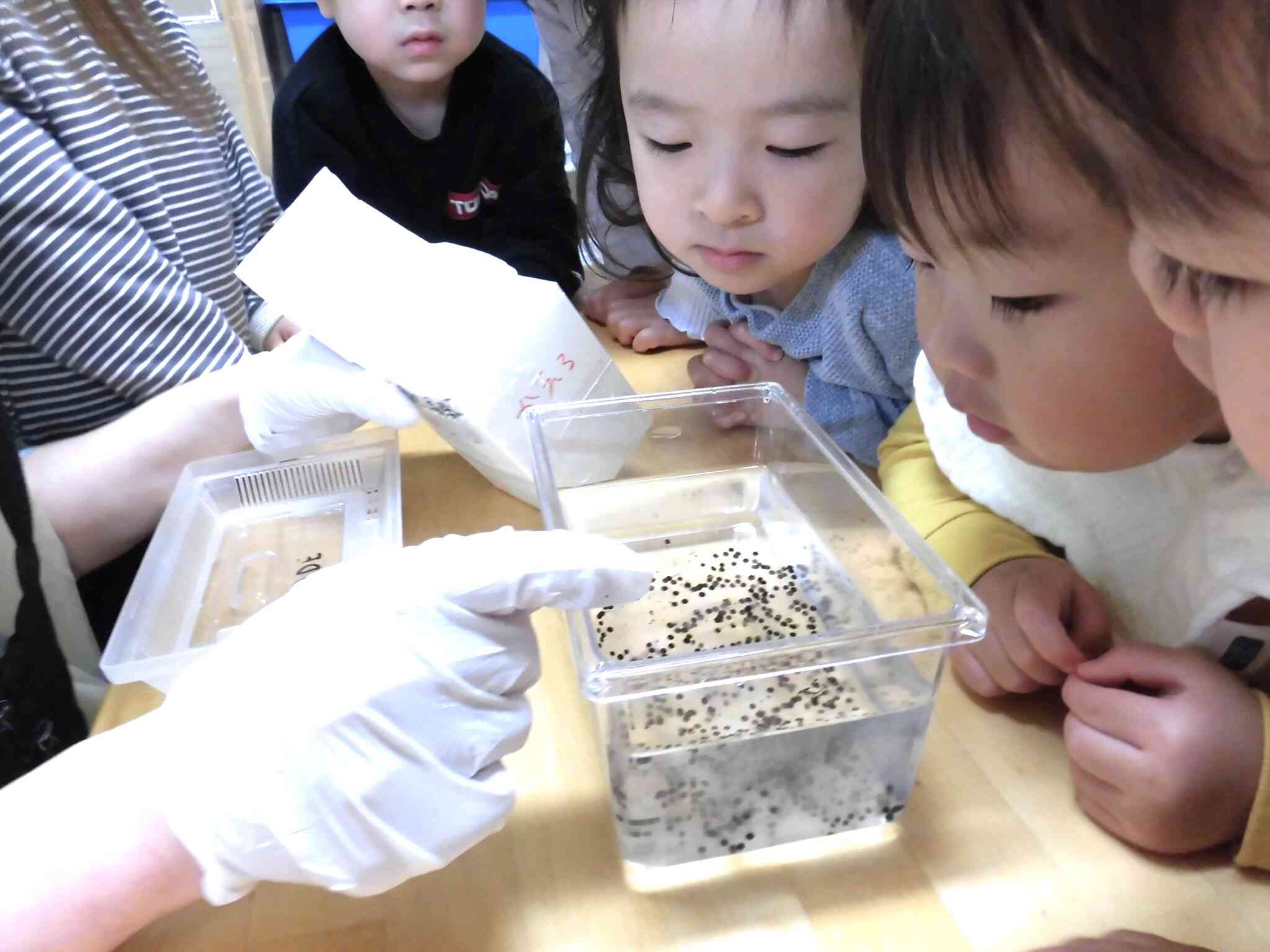 カエルの卵の様子を観察しています。ちゃんと生まれてくるかな？