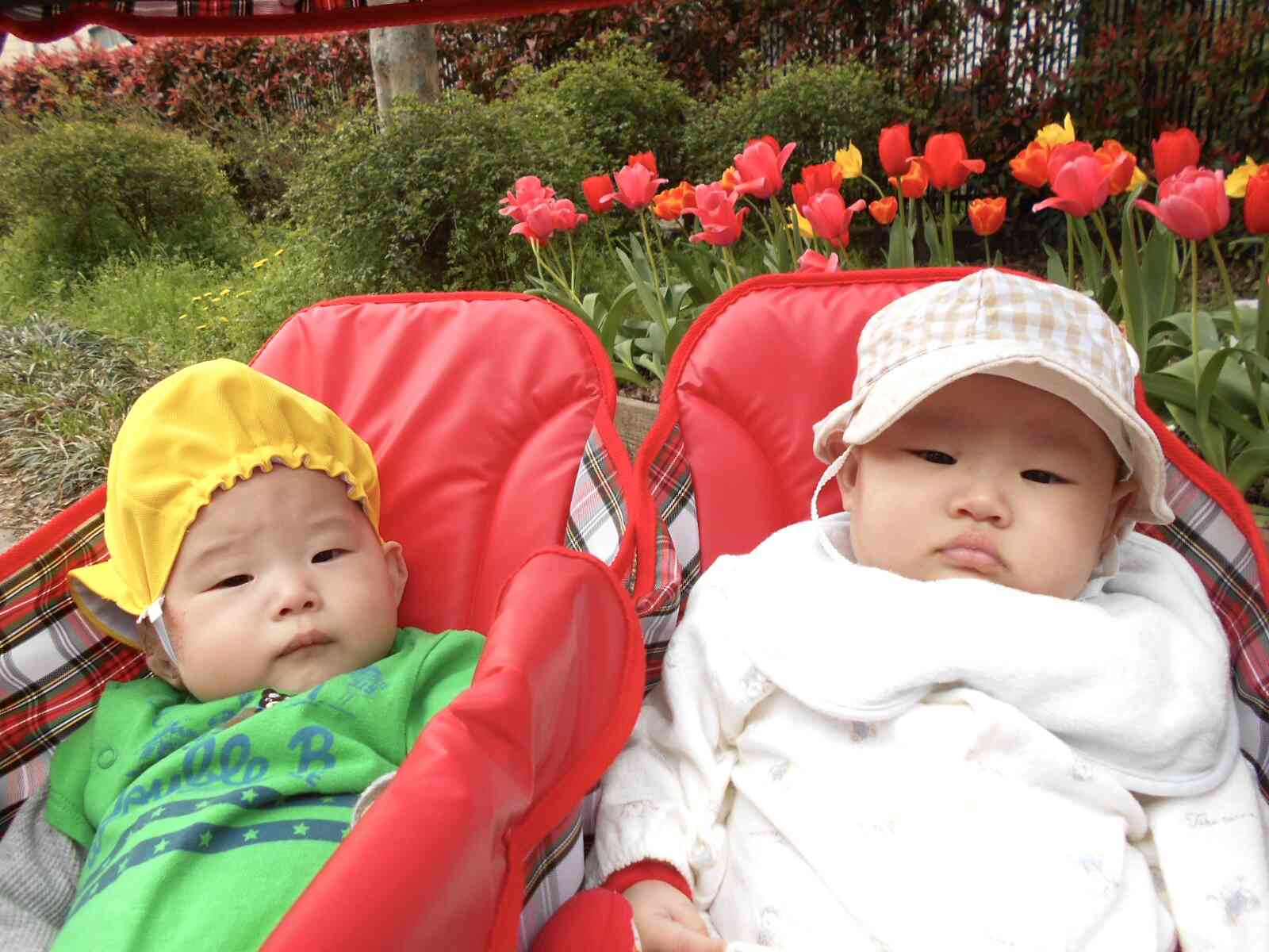 チューリップが綺麗に咲いていました！