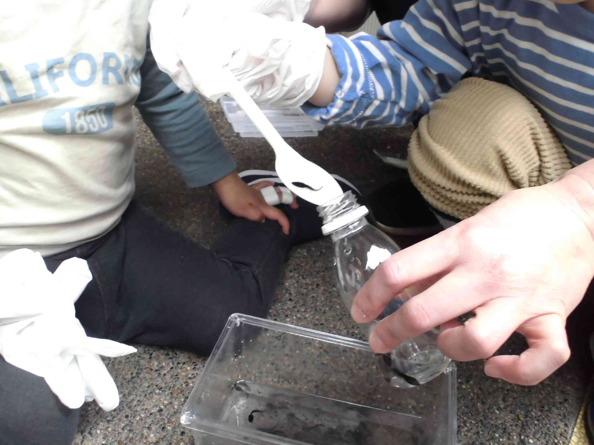 スイスイ泳ぐおたまじゃくしに苦戦しました！