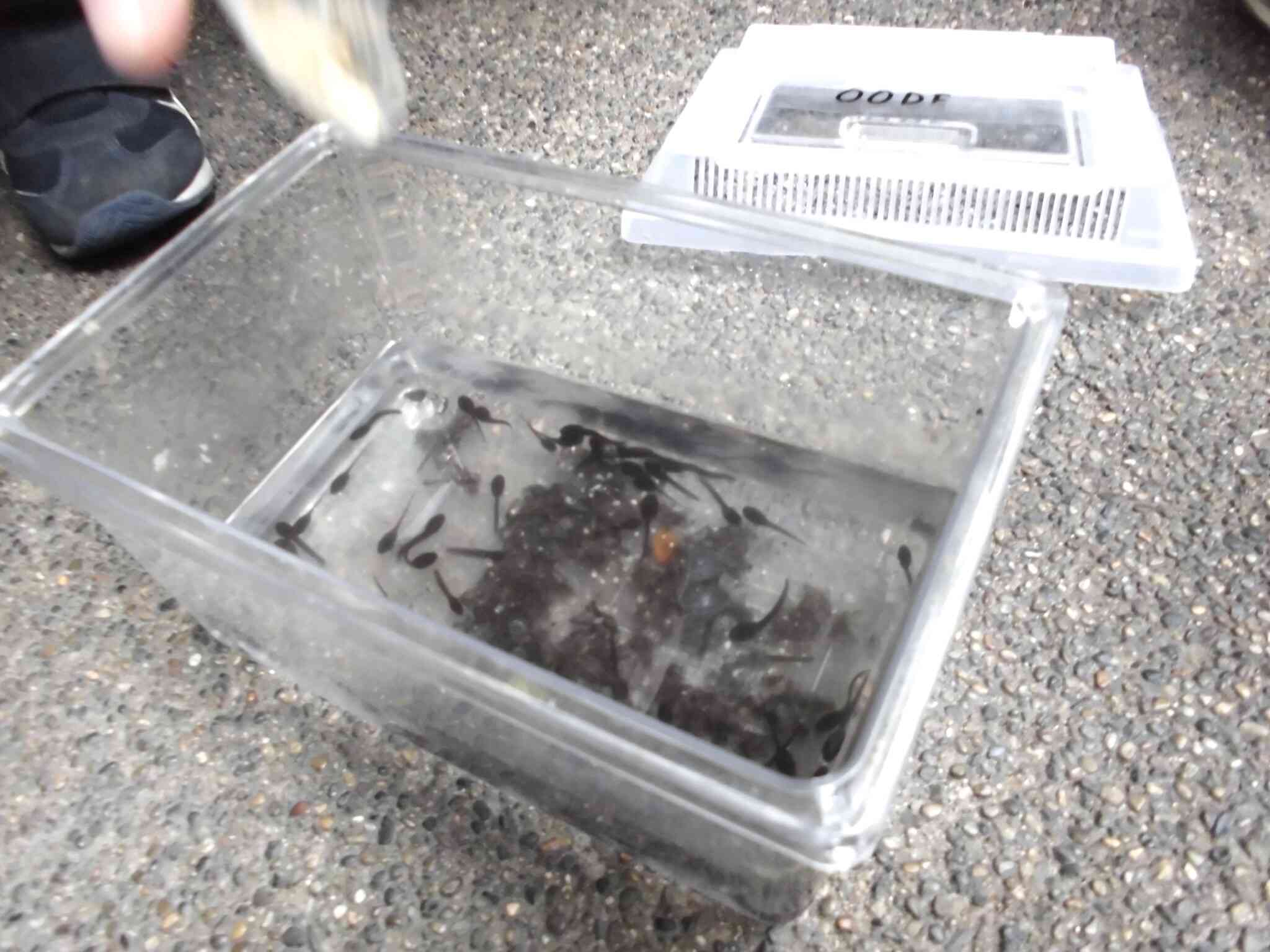 こんなに大きくなりました！