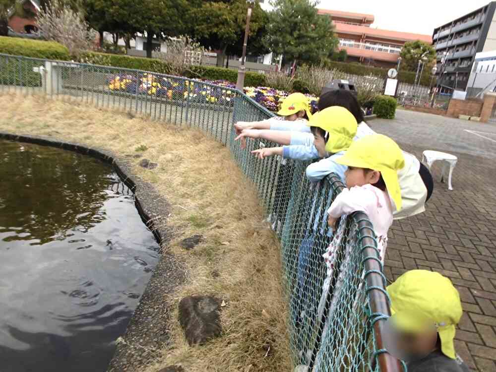 「こーいこいこい！」って呼んだら鯉が来たよ！