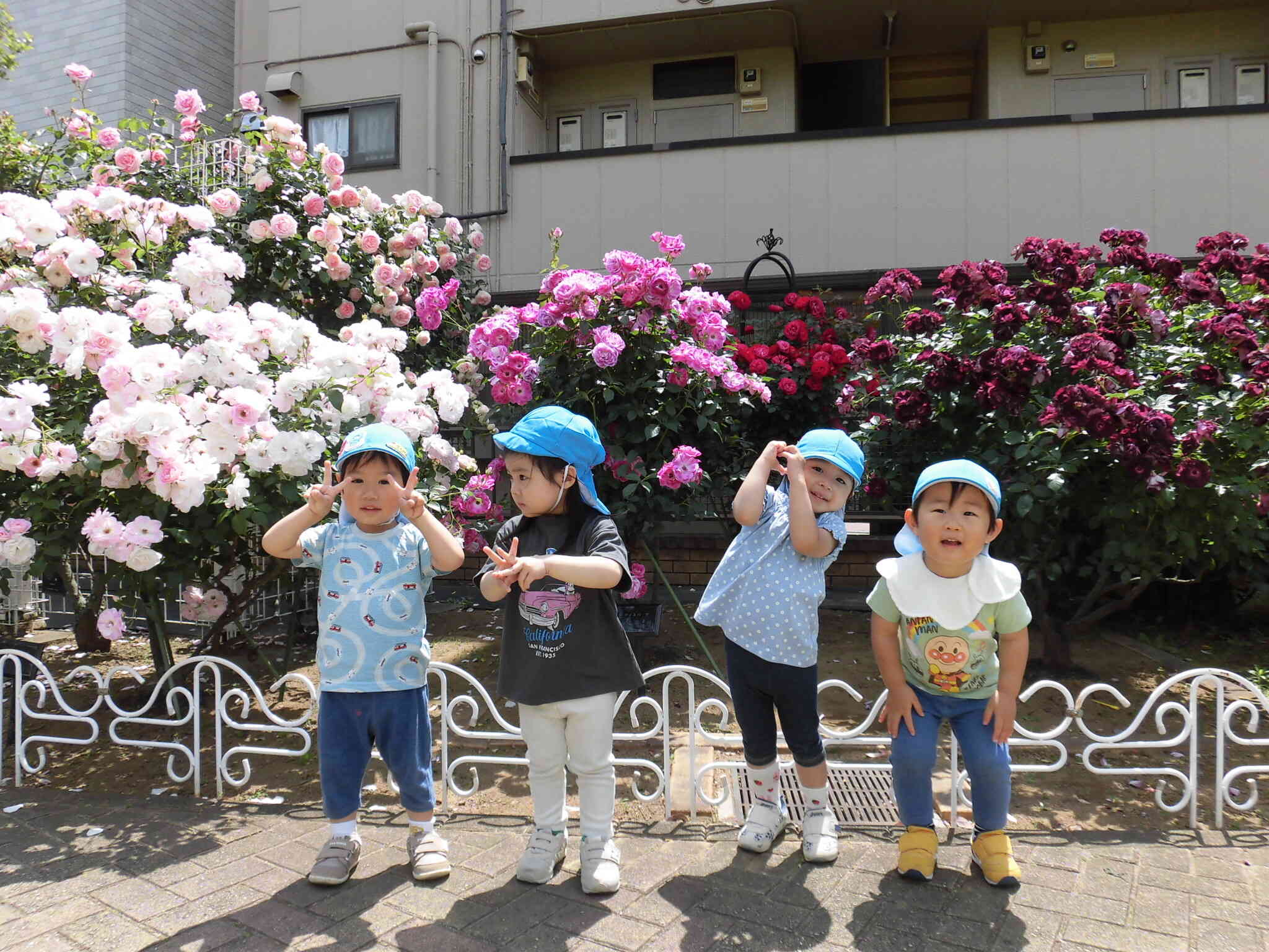 5/11 ベルモント公園のバラ園を見てきました！