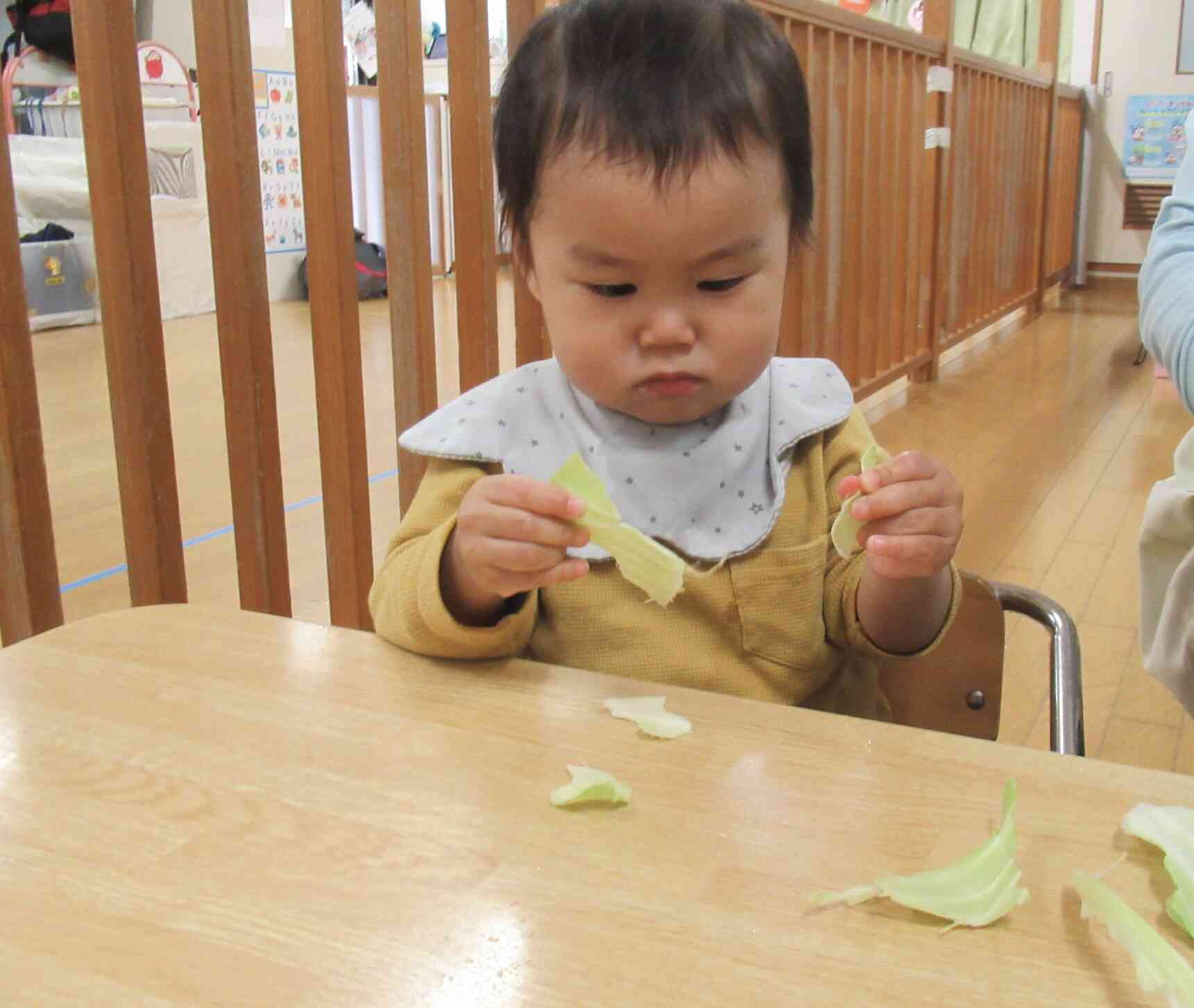 真剣な眼差しでキャベツをちぎっています。