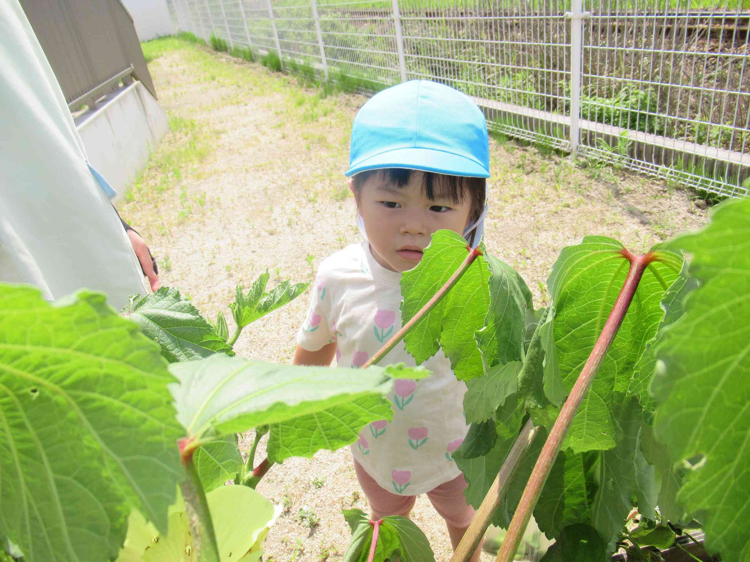 おくらの花は何色かな。。？　むらさきだ！