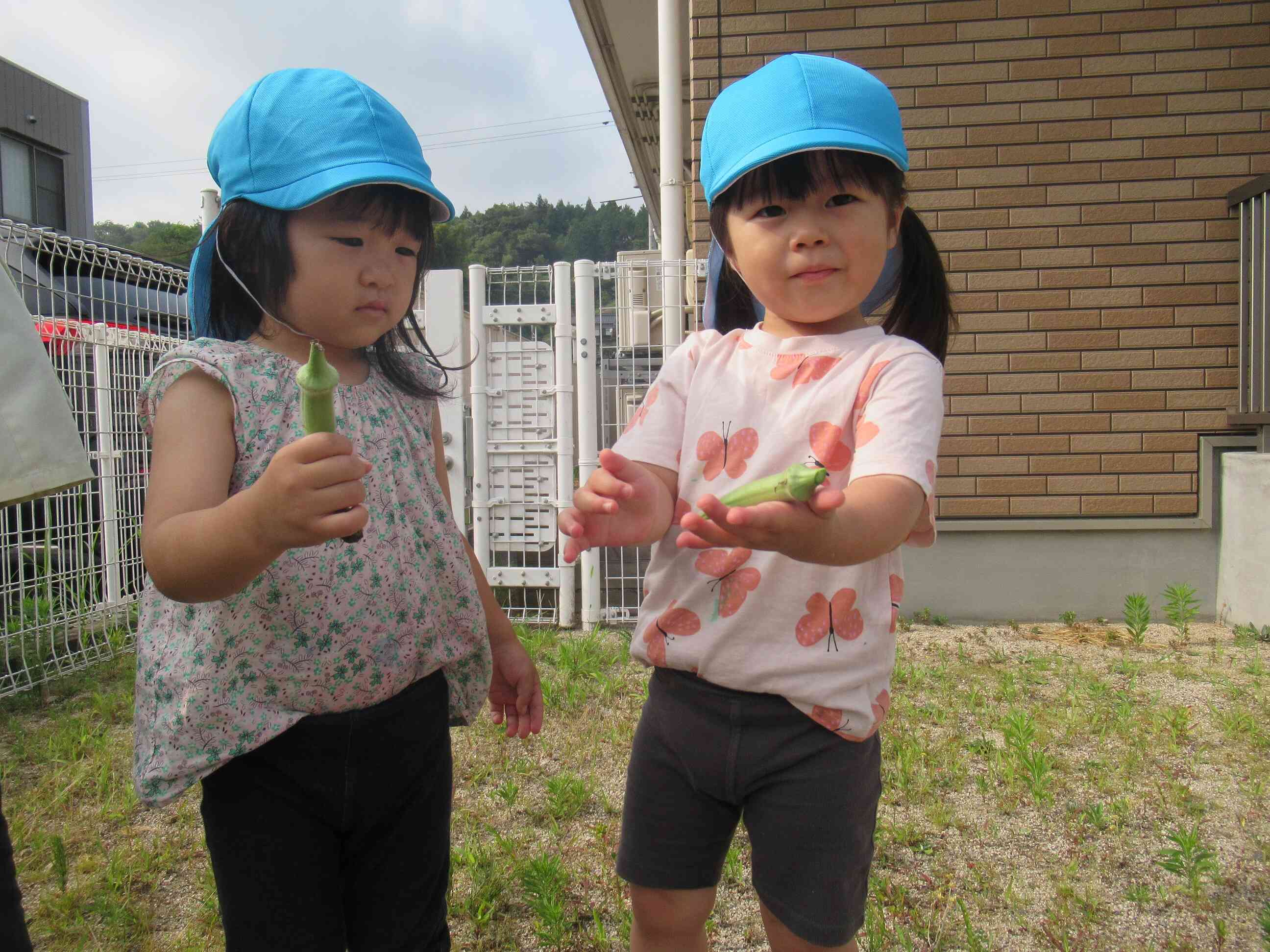 園庭では夏野菜も育てています！　今年もたくさん収穫できました