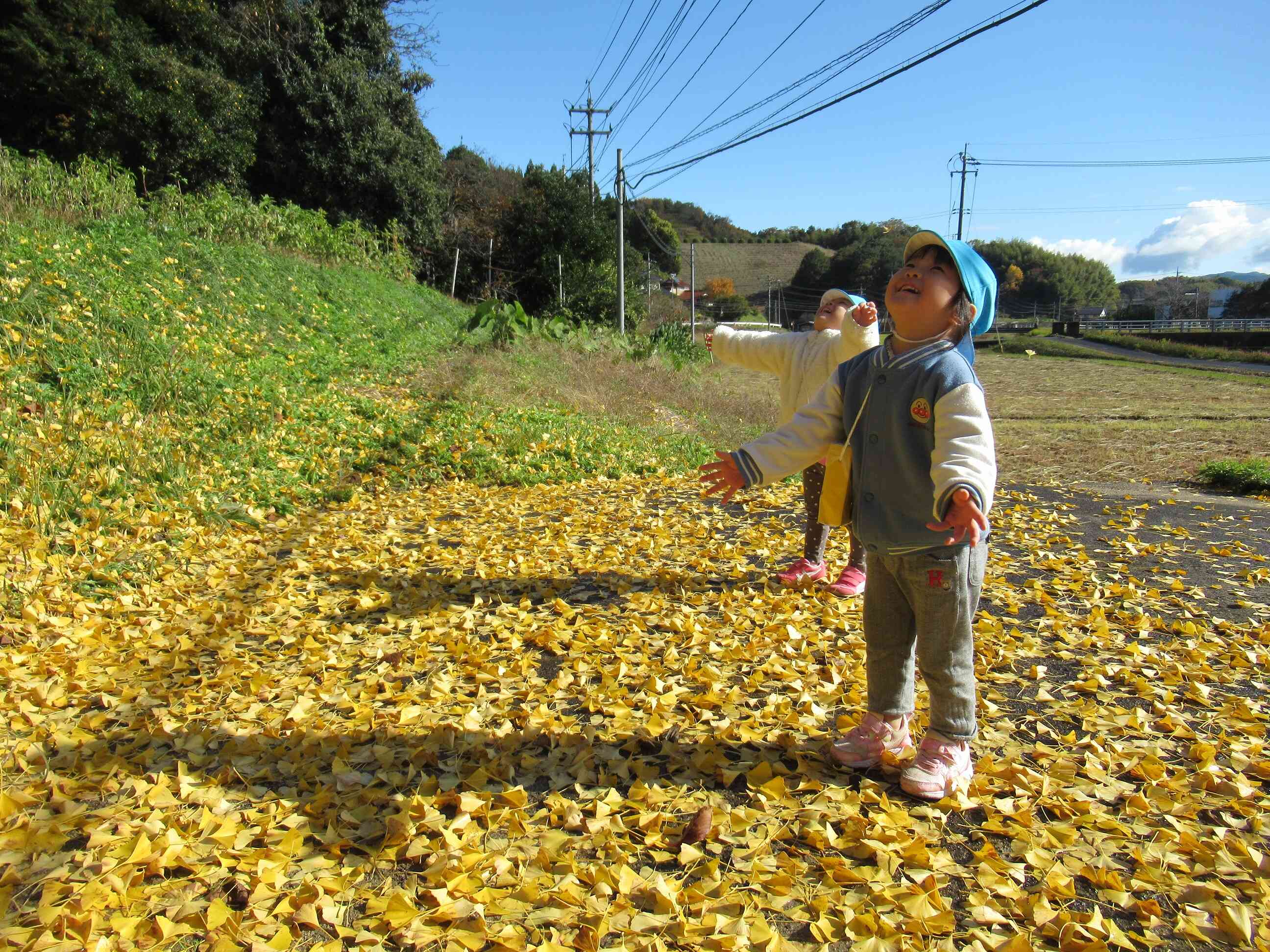 イチョウがふってきた!