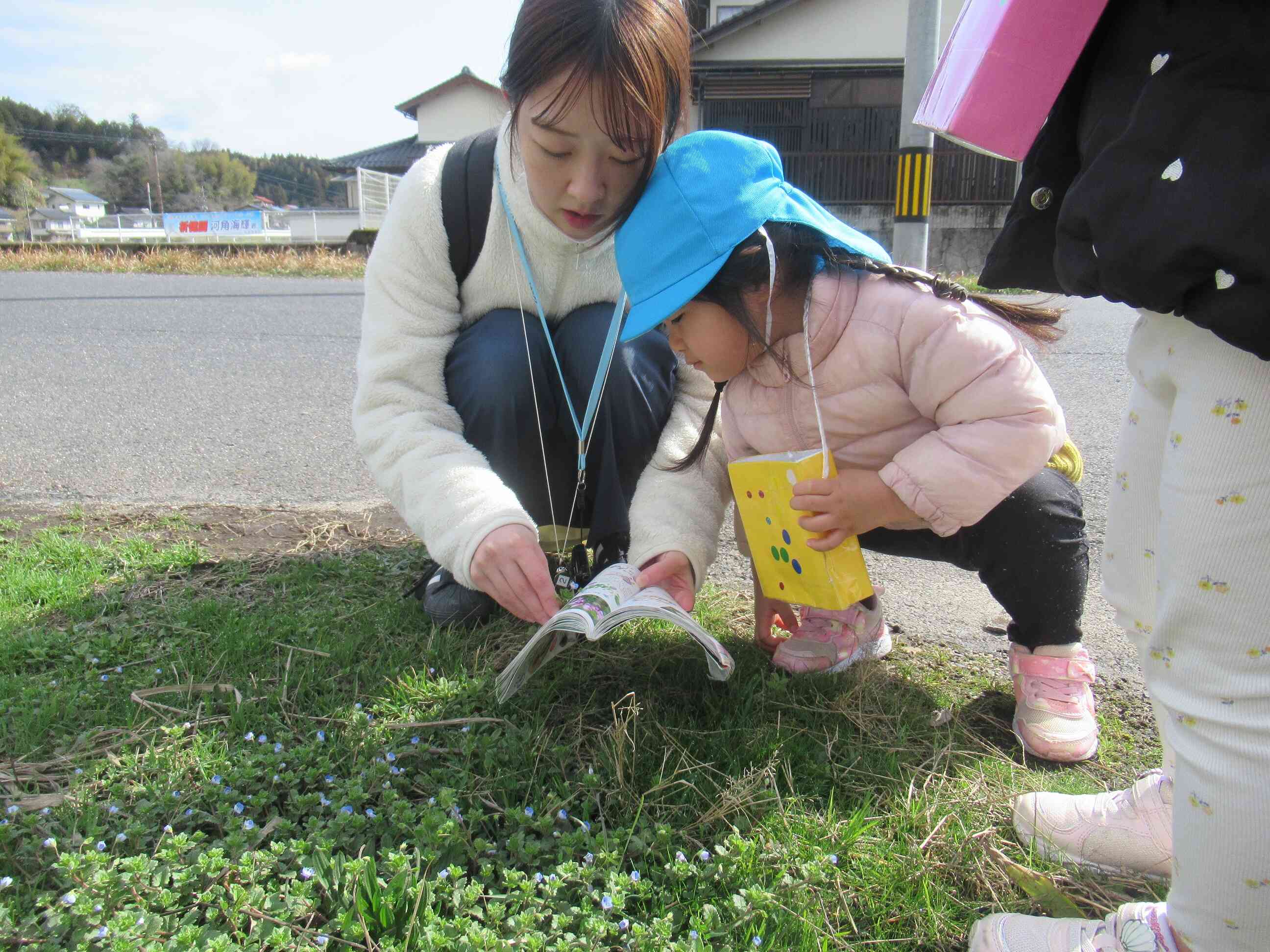 図鑑で見てみよう