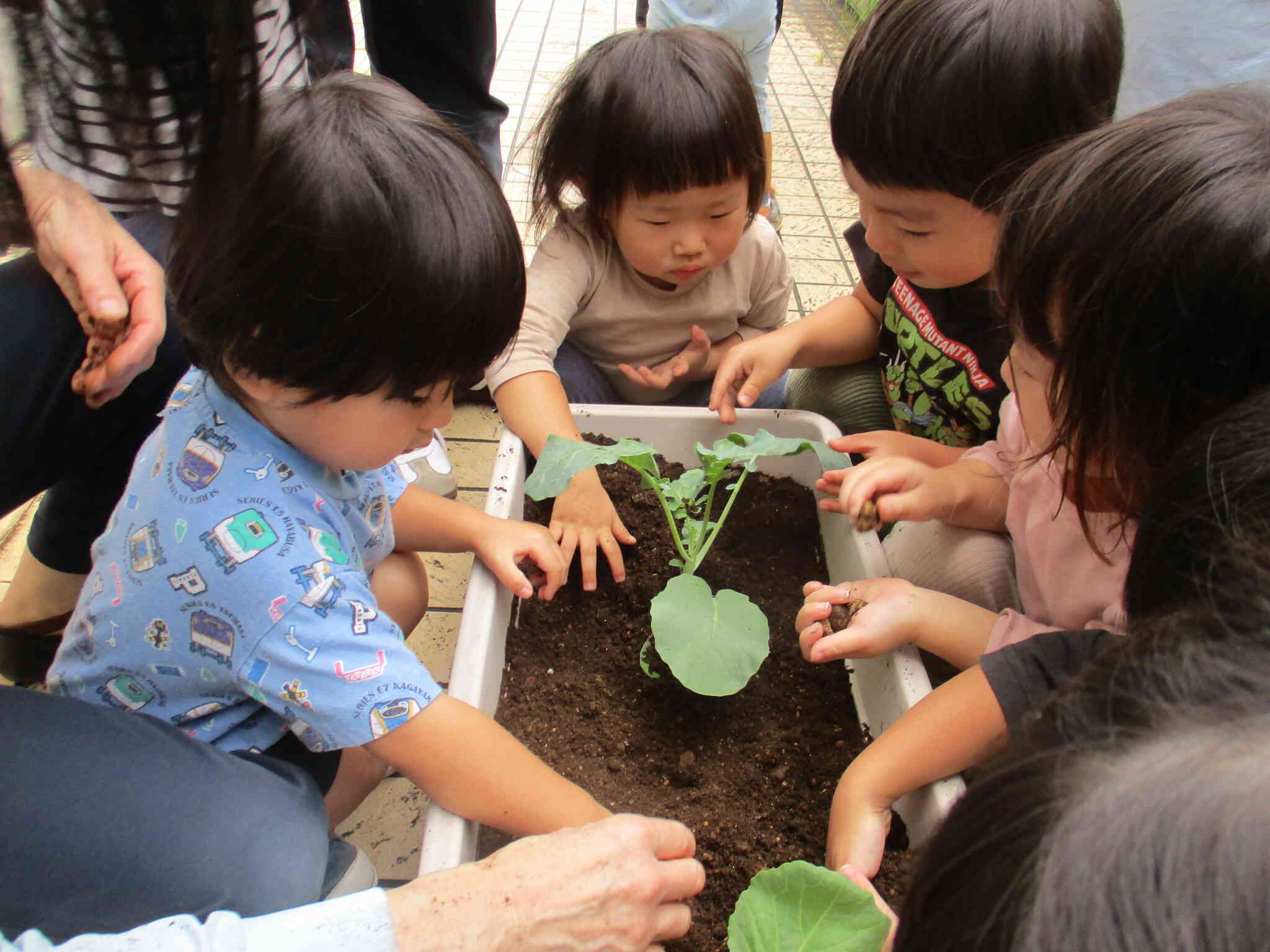 ２歳児クラス　うさぎ組　苗植え