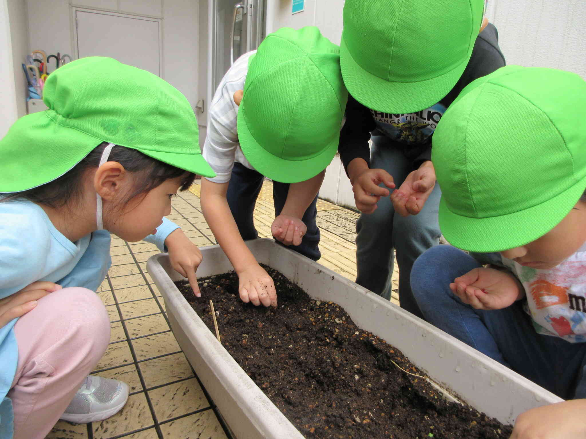 5歳児　きりん組　大根の種を蒔きました！