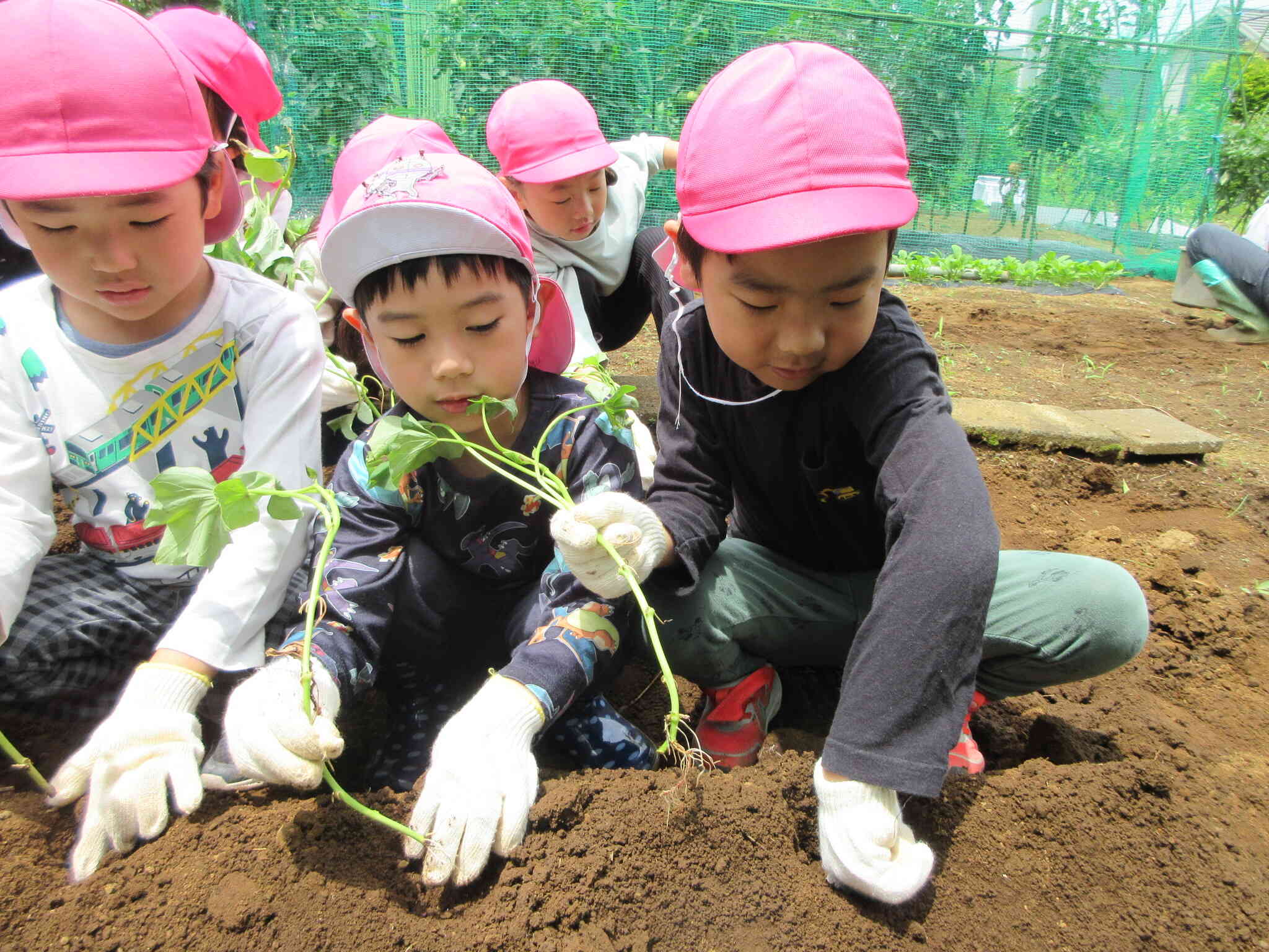 5歳児クラス きりん組 おもいっきりSTEAM「さつまいもの苗植え」