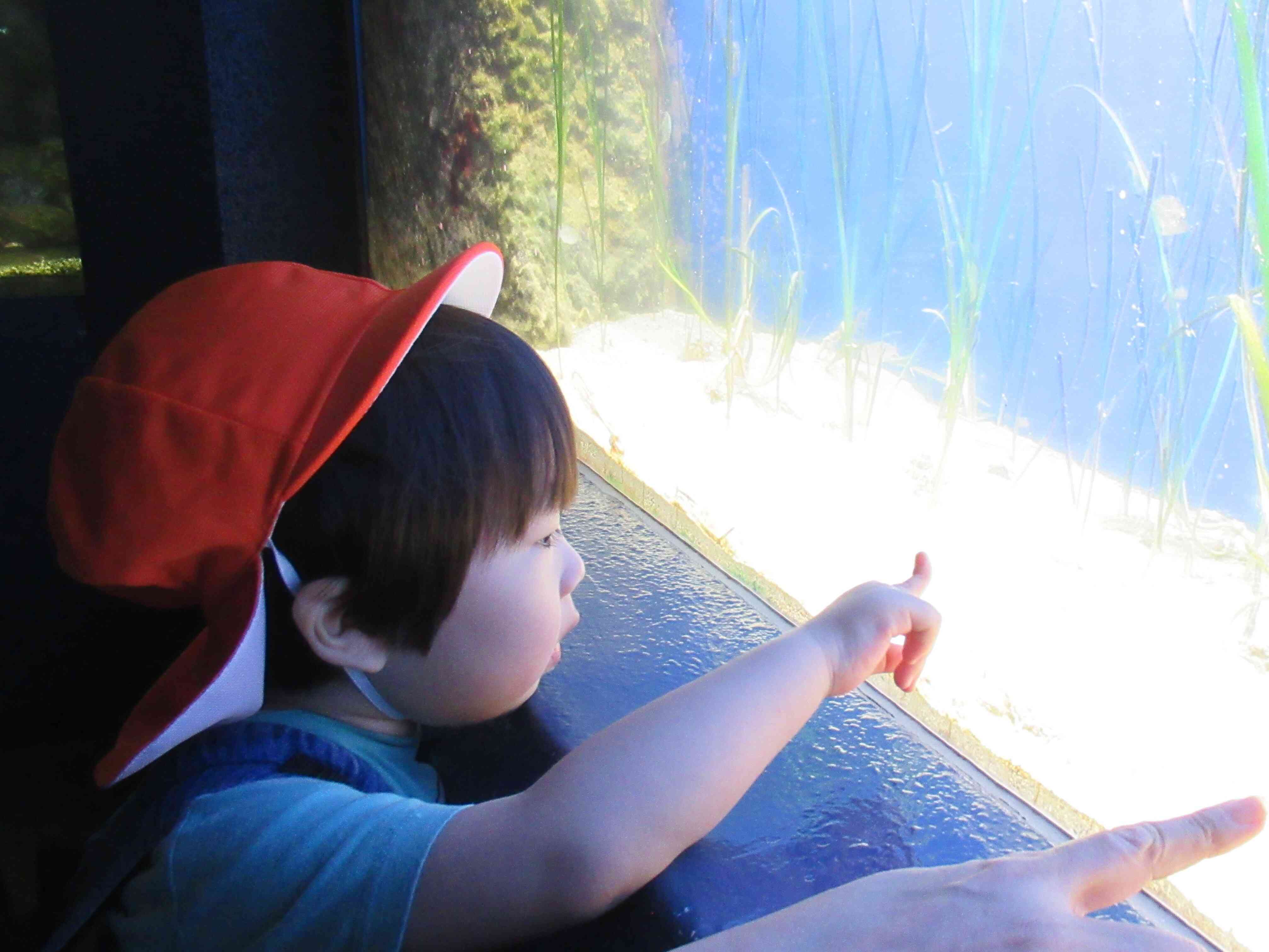 かわいいお魚発見！