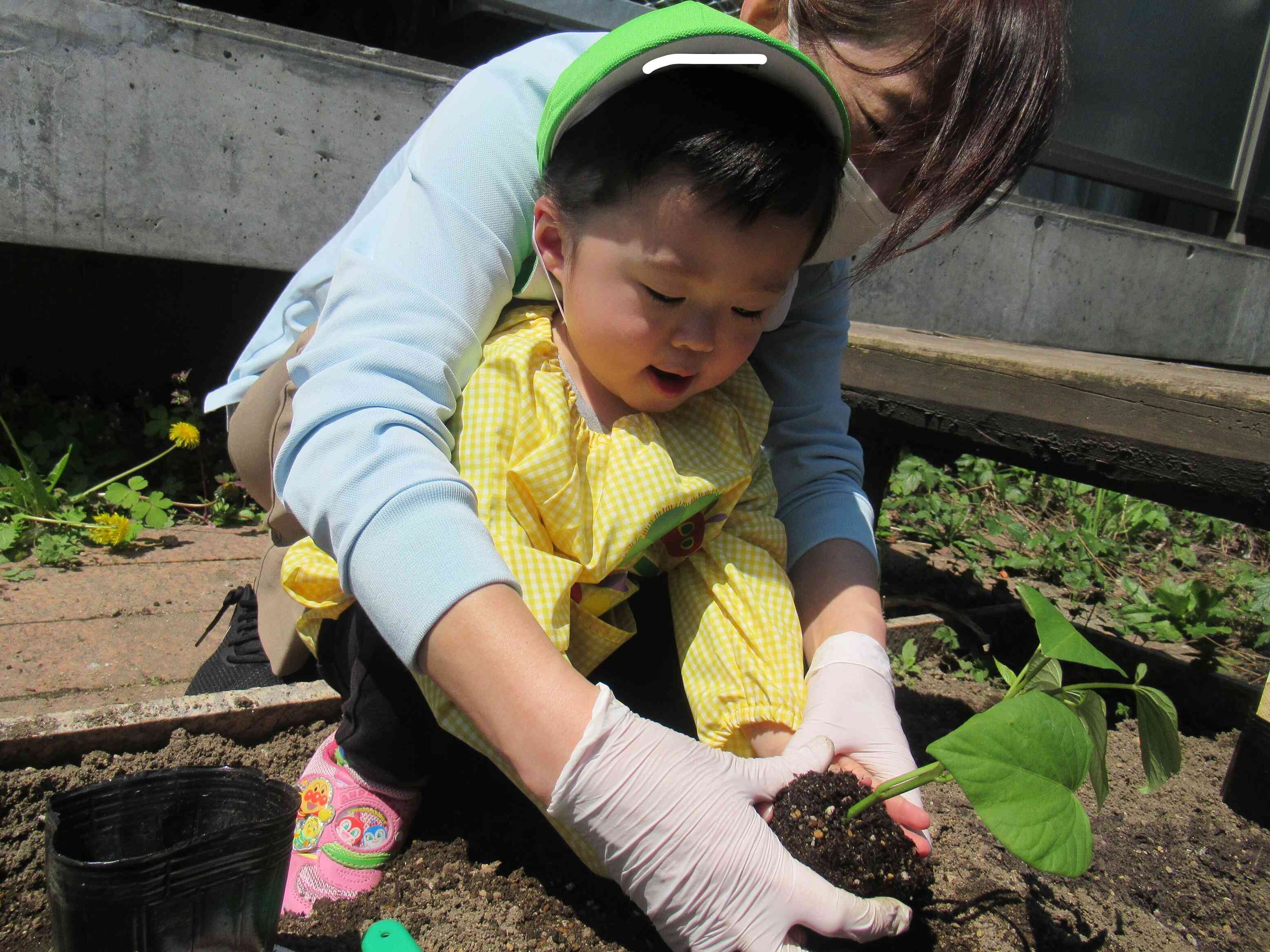 野菜を植えたよ！