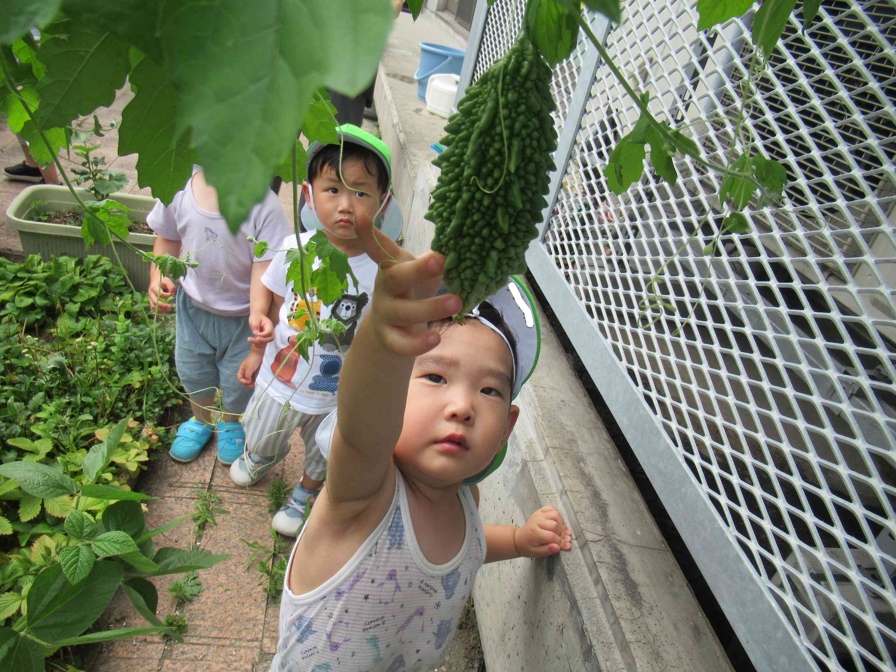 野菜の収穫！