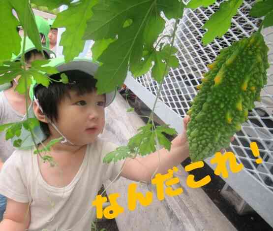 夏野菜の収穫！
