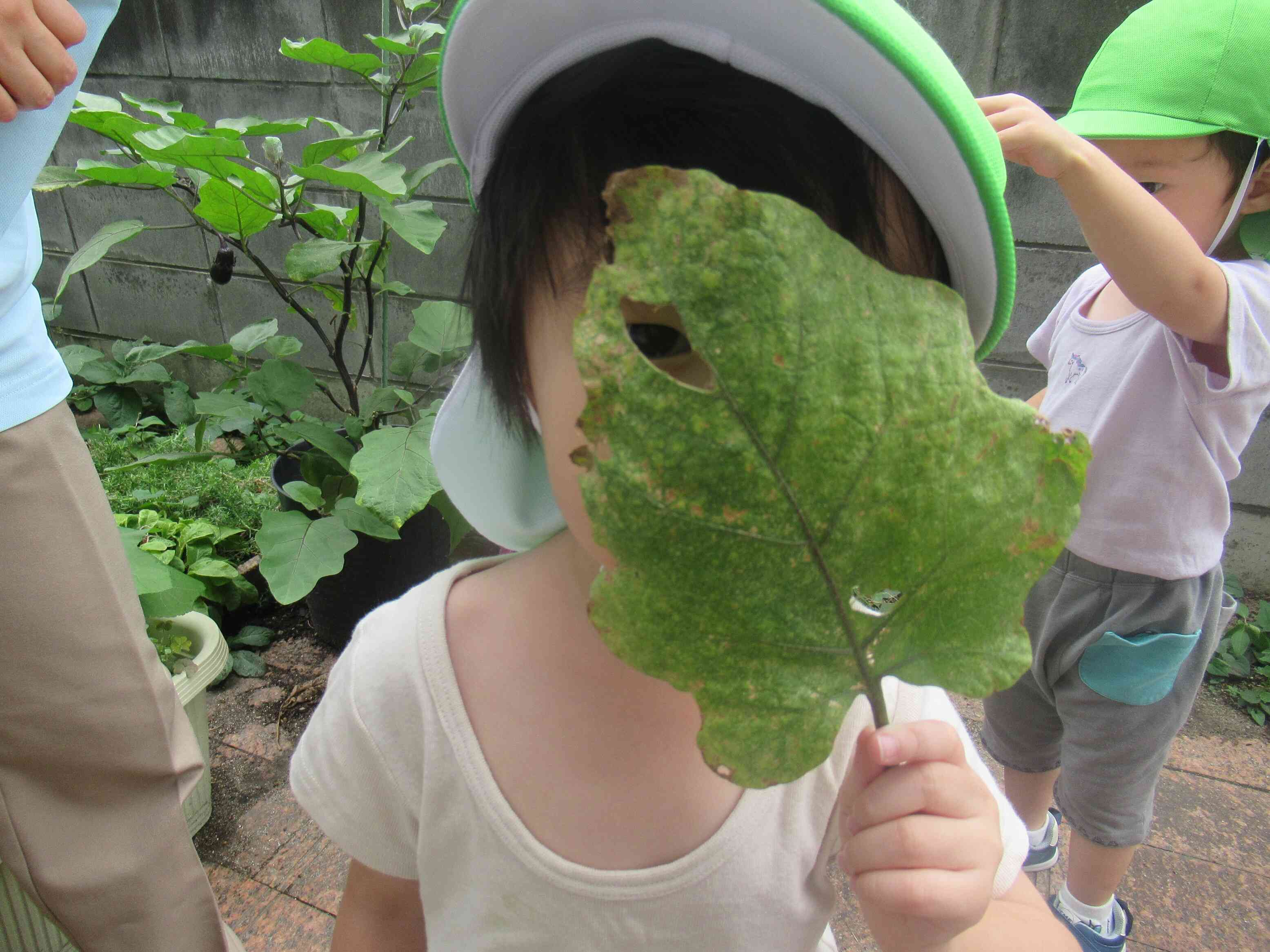 夏野菜の収穫