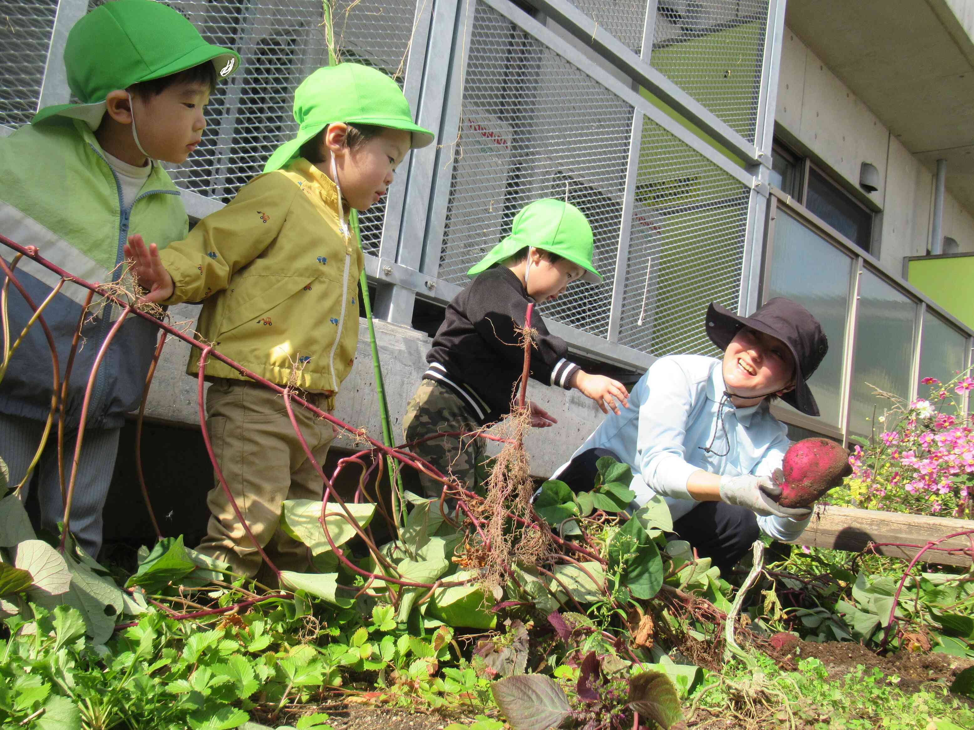 大きなさつまいもがとれた!