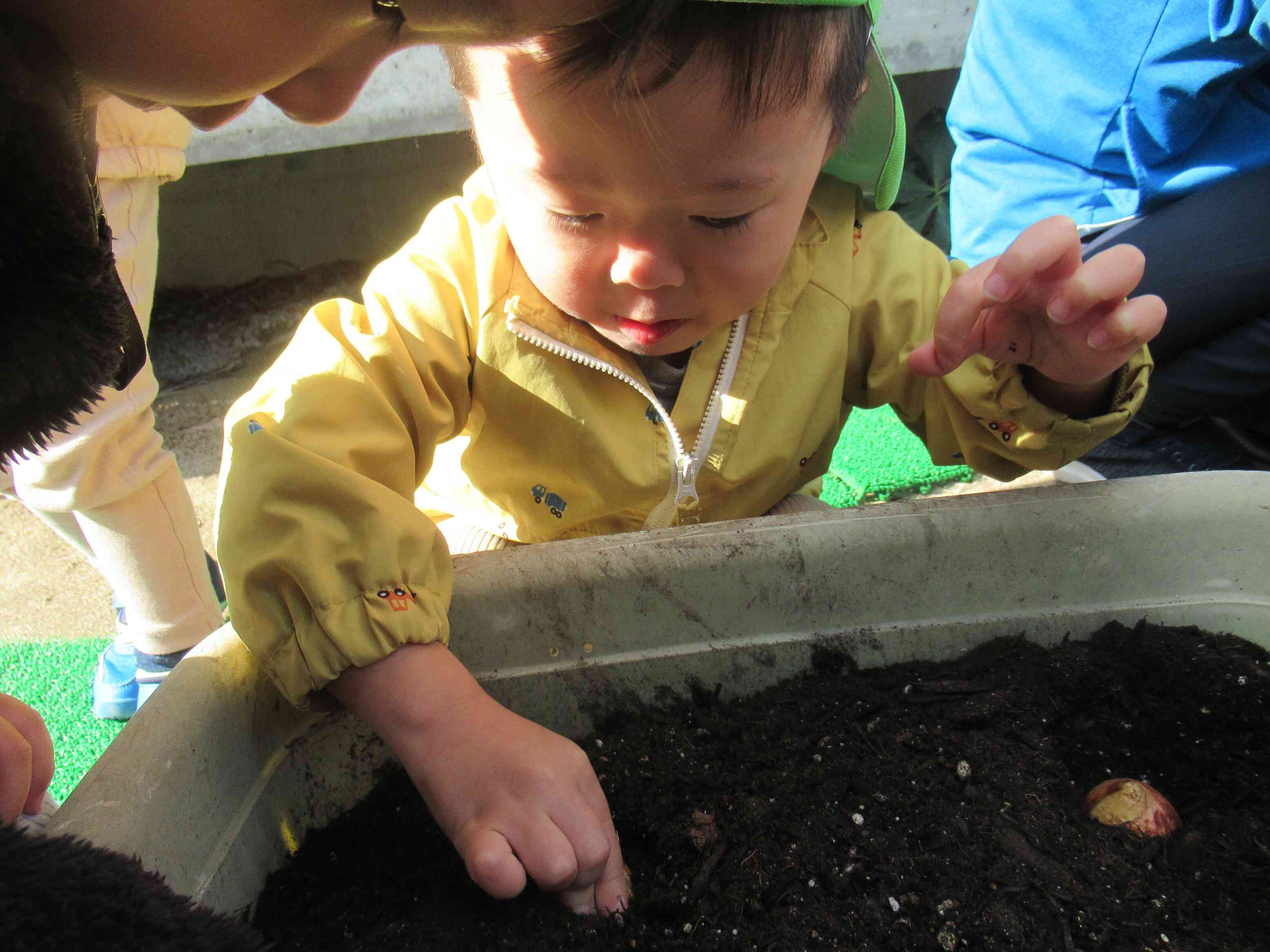 チューリップの球根を植えよう！