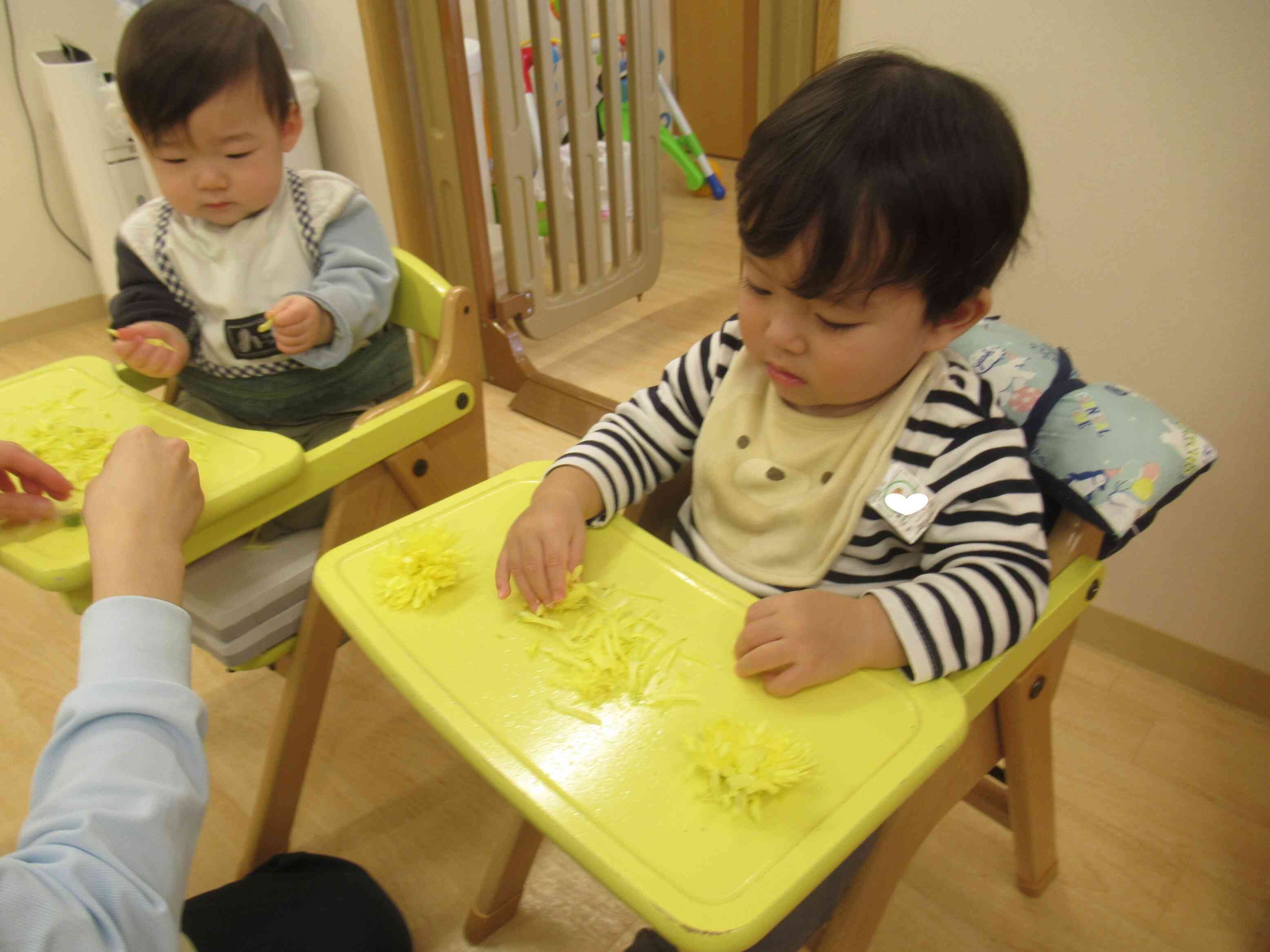 次は「食用菊」を触ってみよう