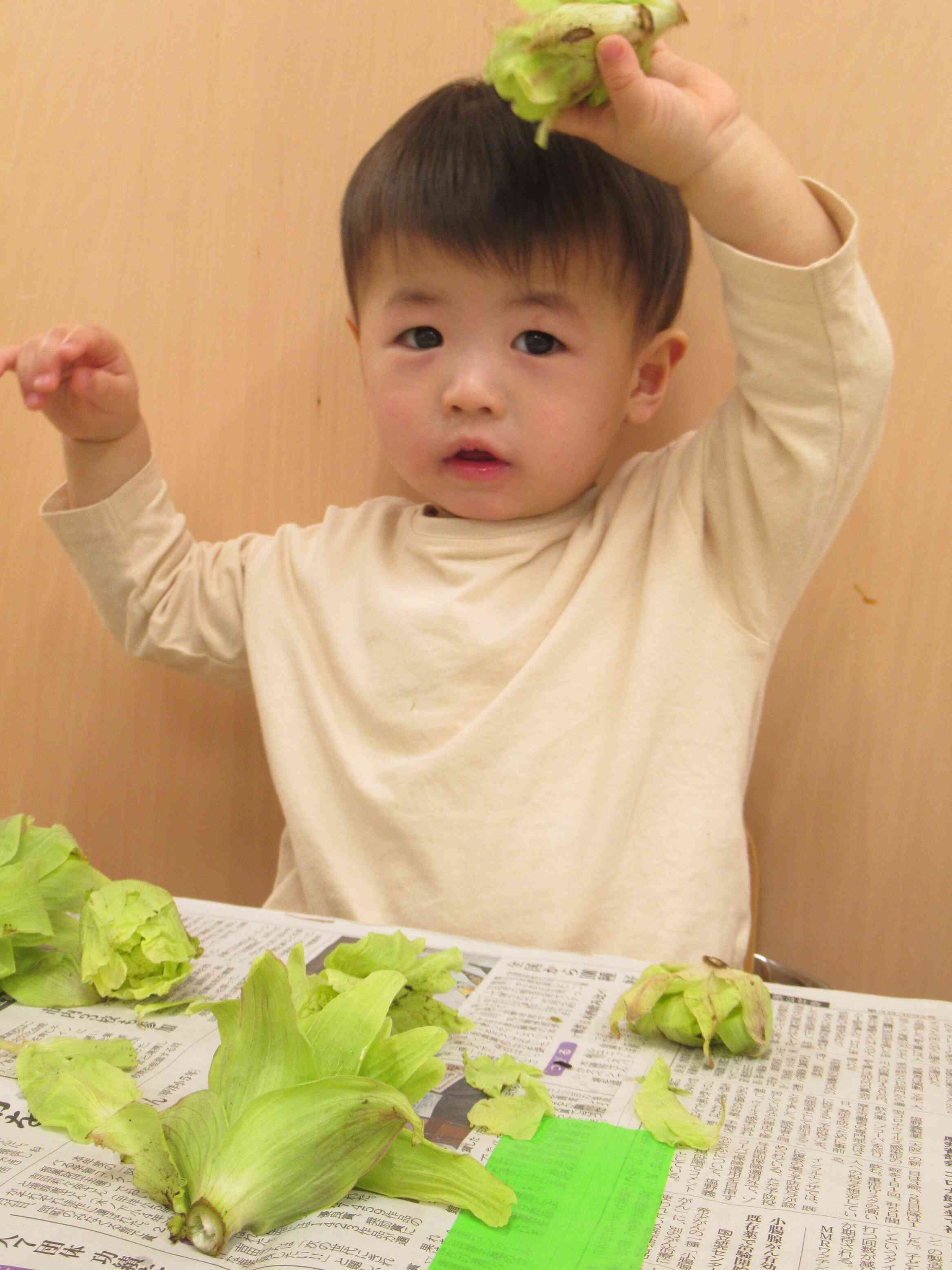 今が旬！とれたて「ふきのとう」