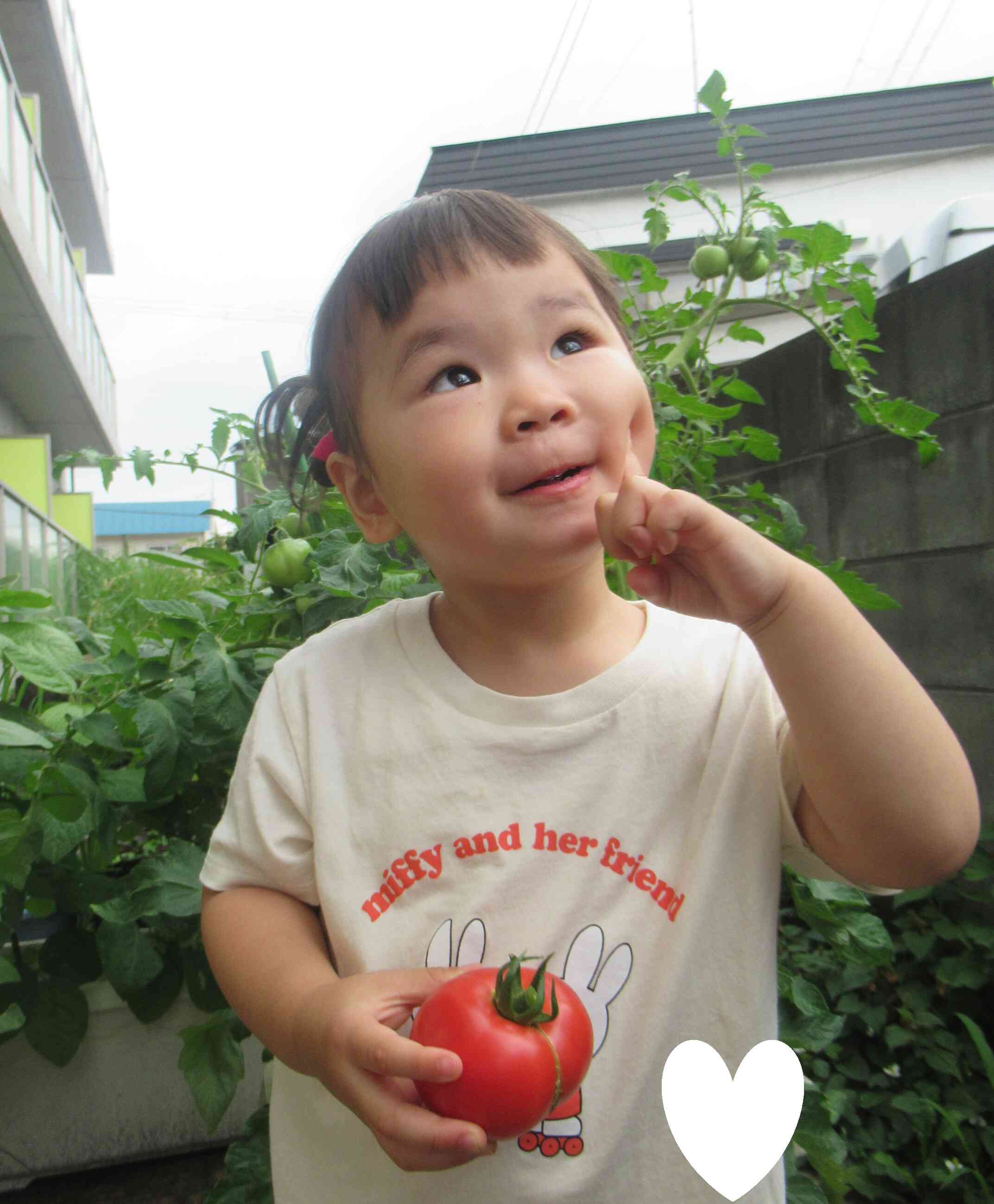 トマトの収穫