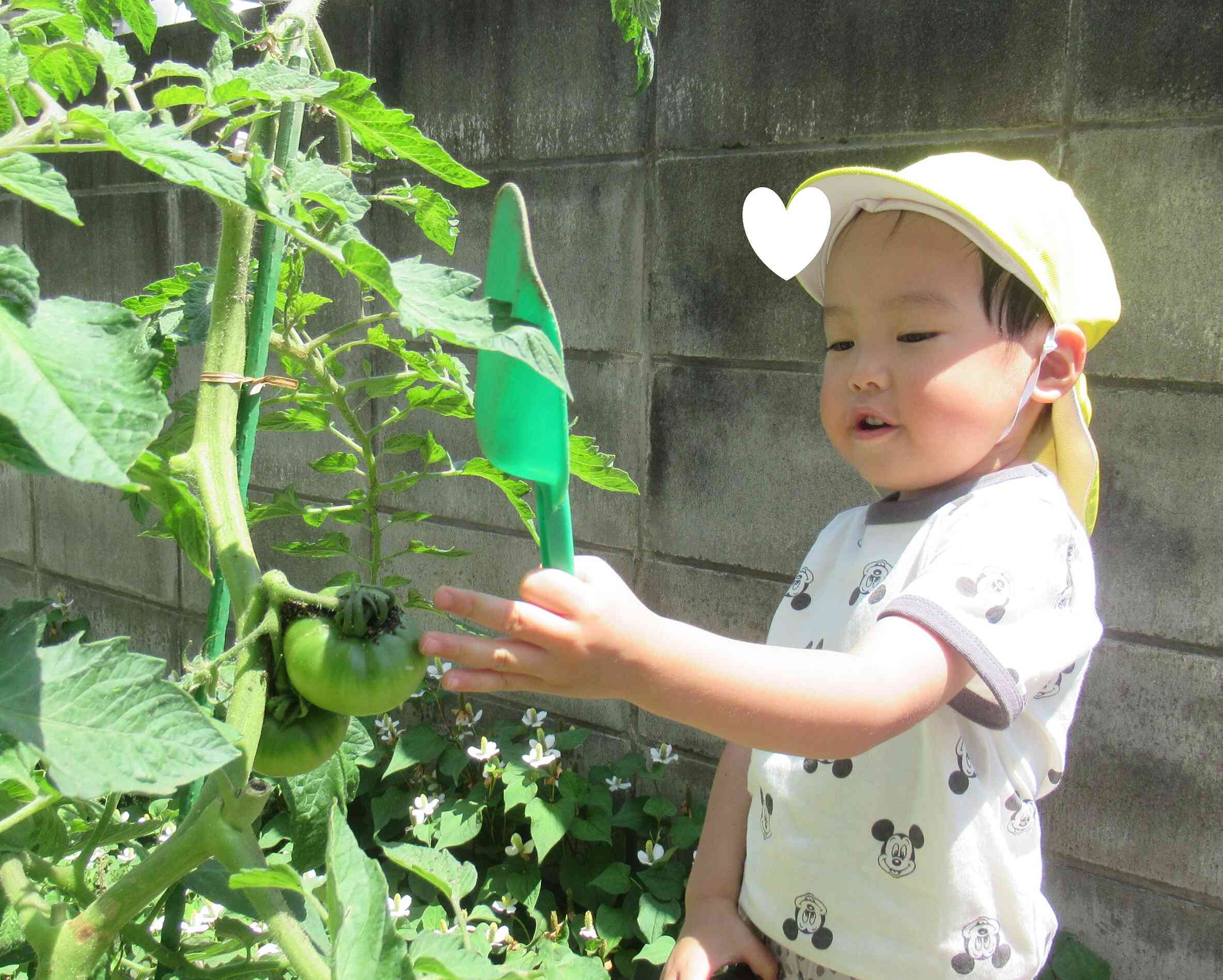 お外遊びと野菜の観察