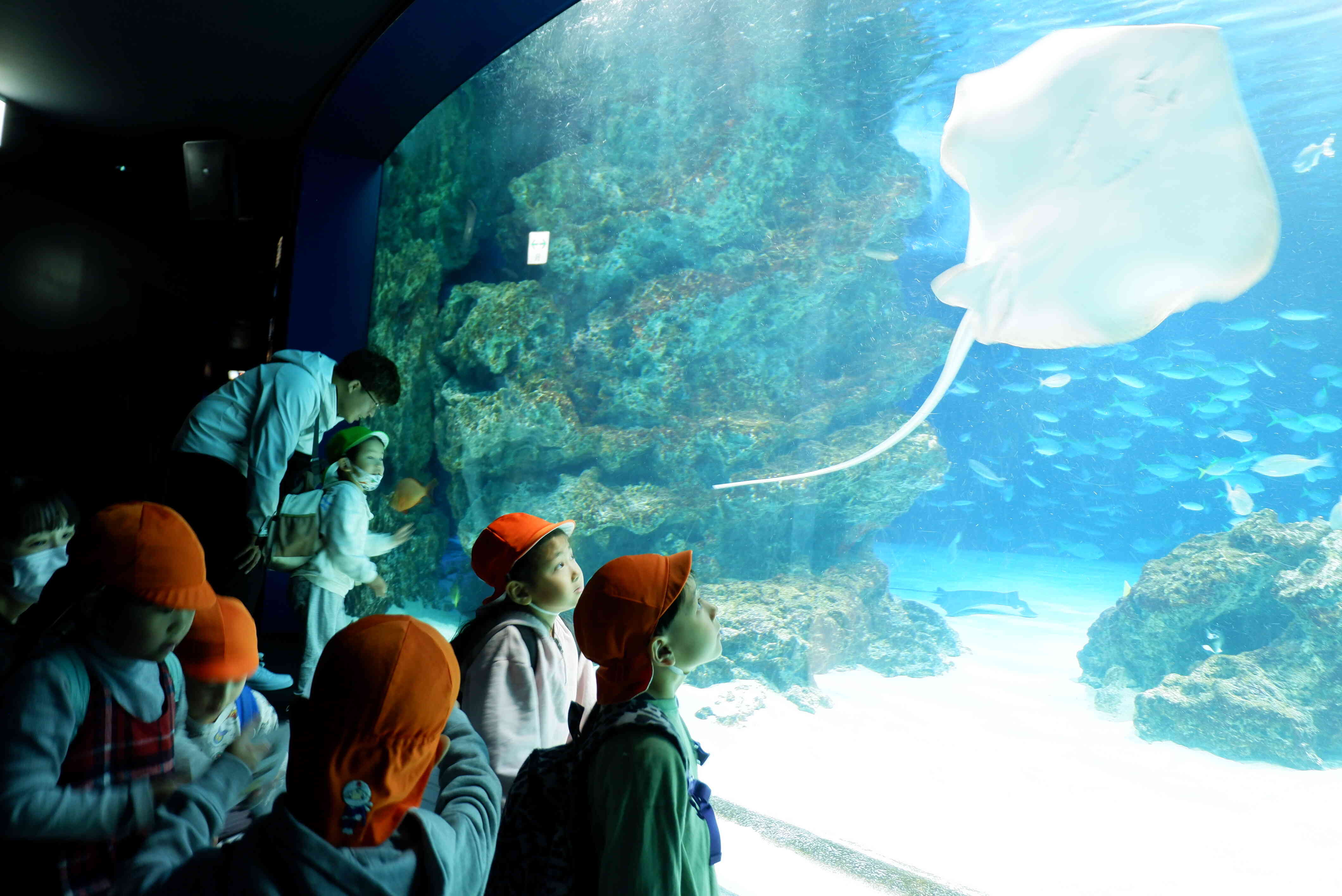 大きな”エイ”がこっちをみてるよ~