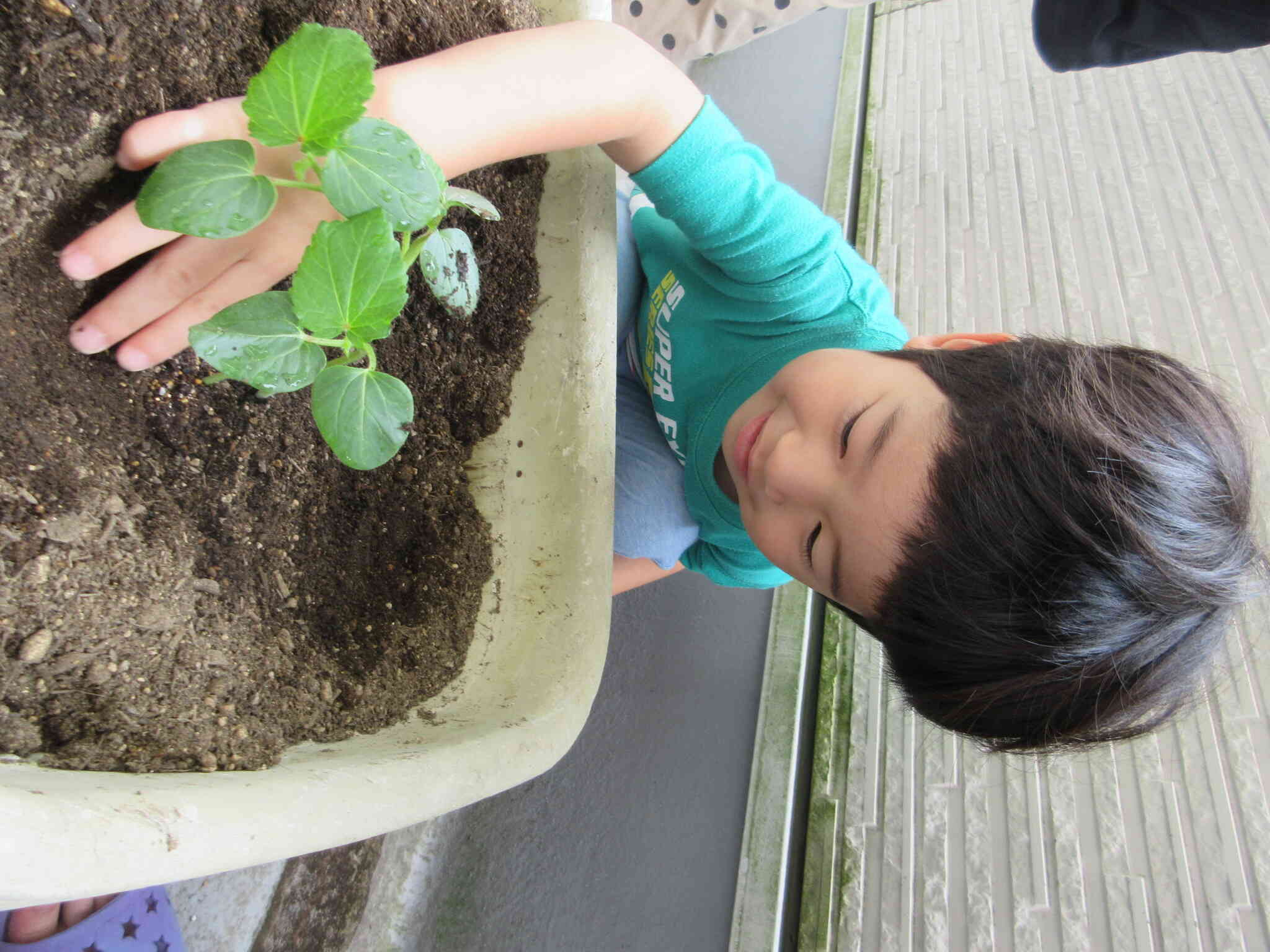 オクラの苗植え～4歳児・ぱんだ組～｜ニチイキッズわらび保育園