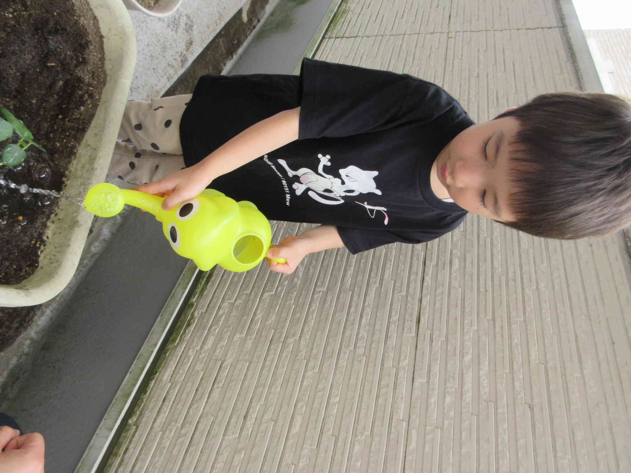 オクラの苗植え～4歳児・ぱんだ組～｜ニチイキッズわらび保育園