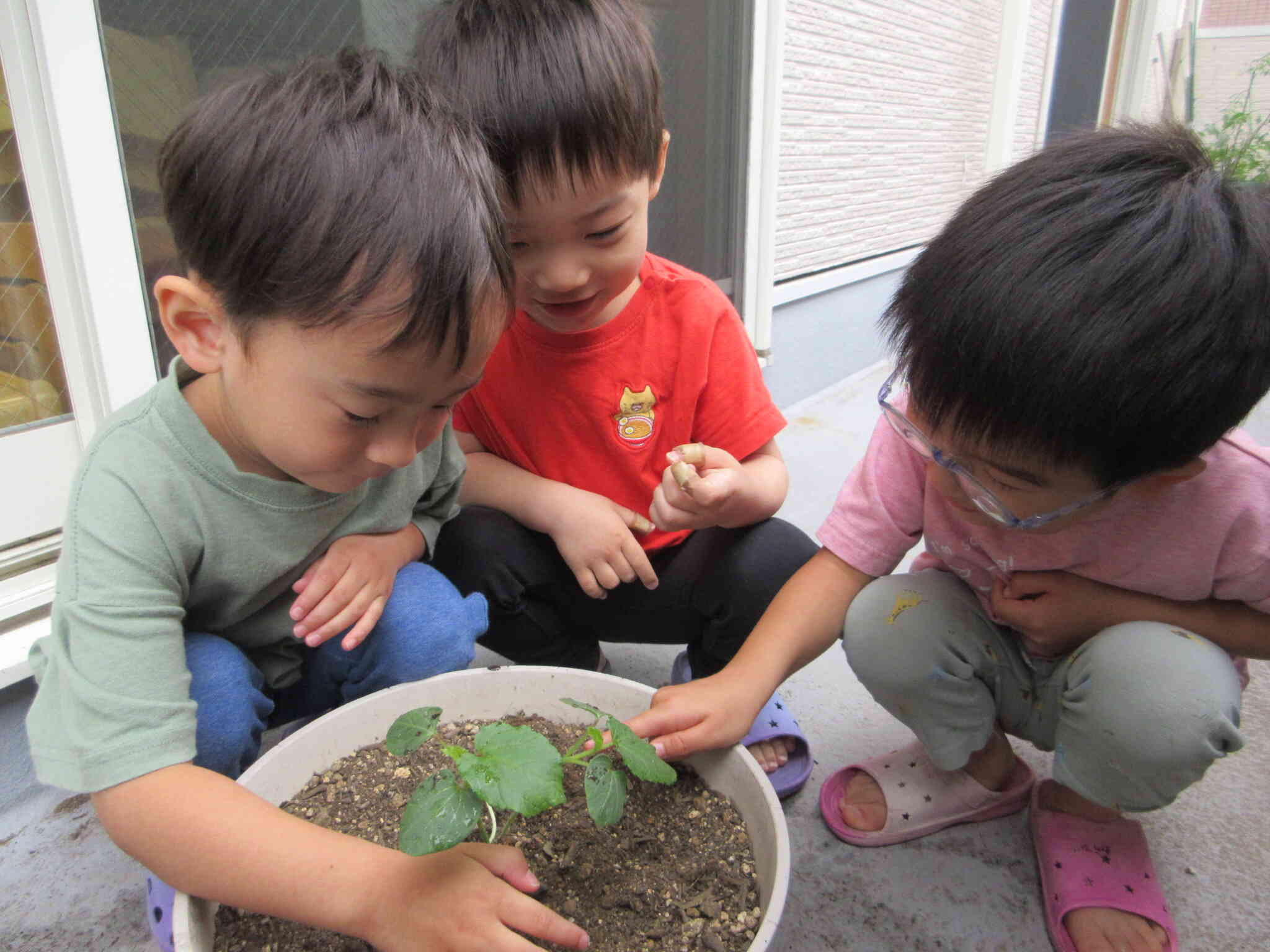 オクラの苗植え～4歳児・ぱんだ組～｜ニチイキッズわらび保育園