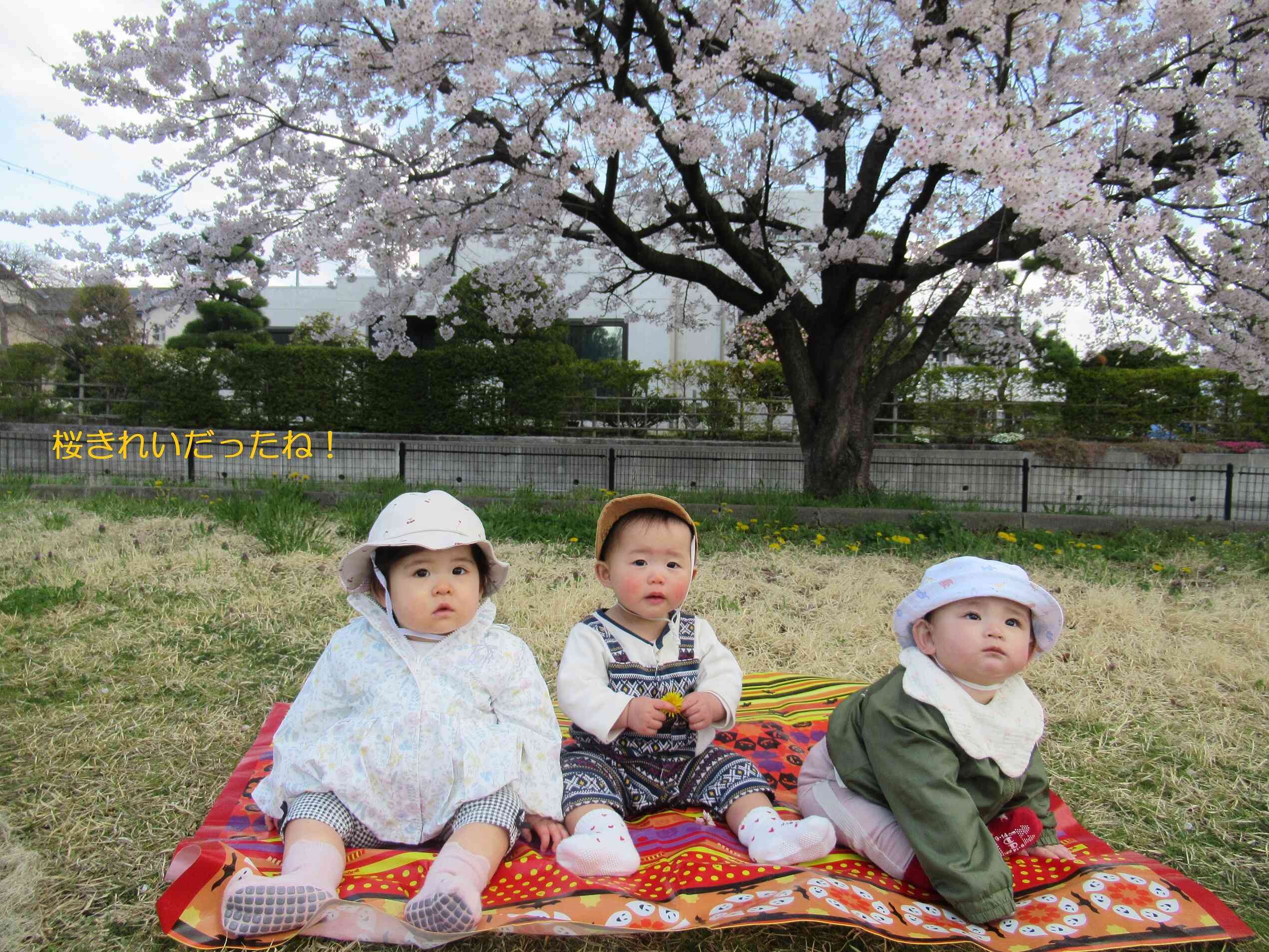桜きれいだったね！