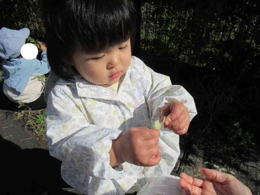 草花を集めたりちぎったりしながら楽しく探索活動をしています。