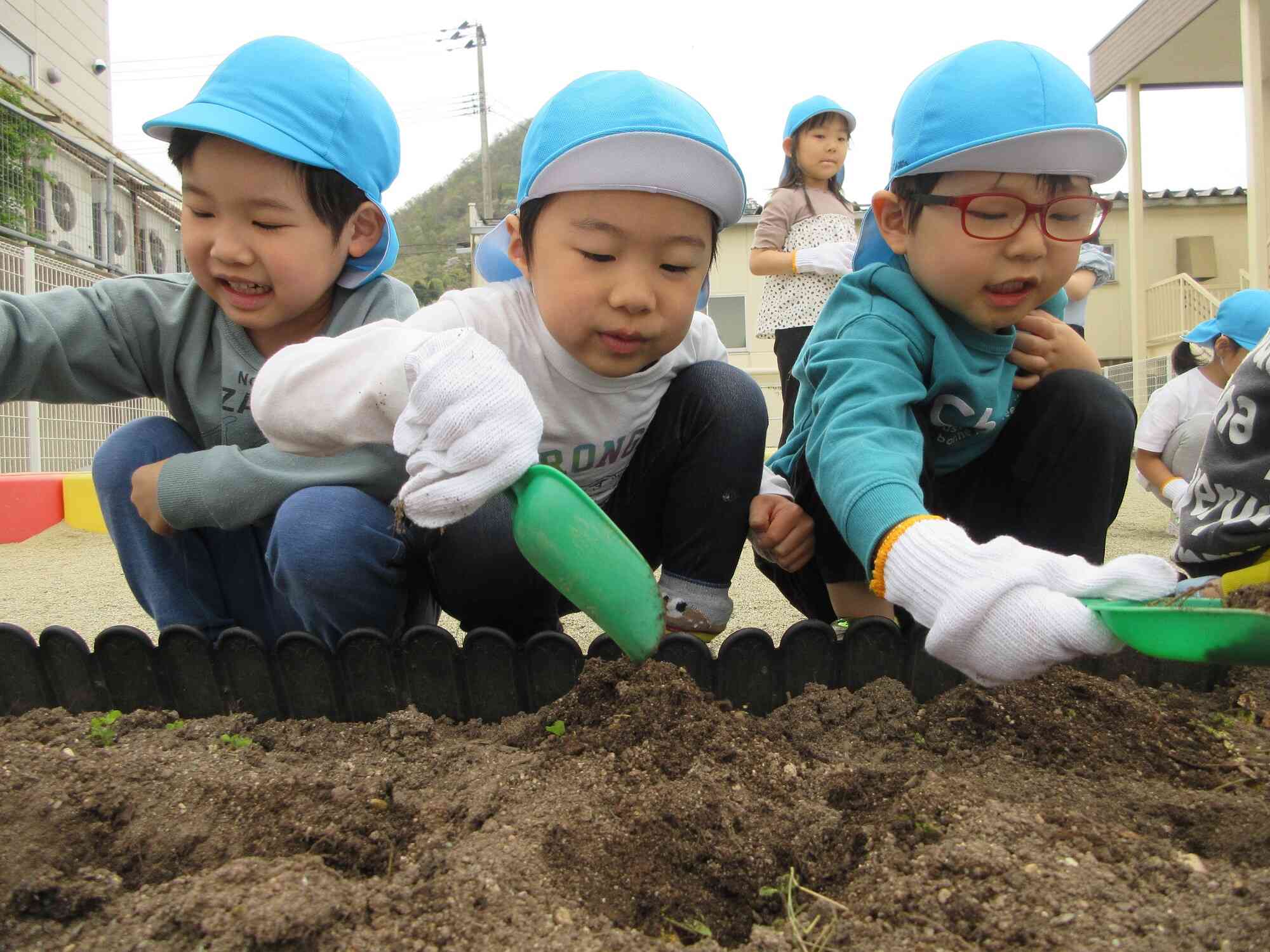 じゃがいもの種芋を植えたよ！