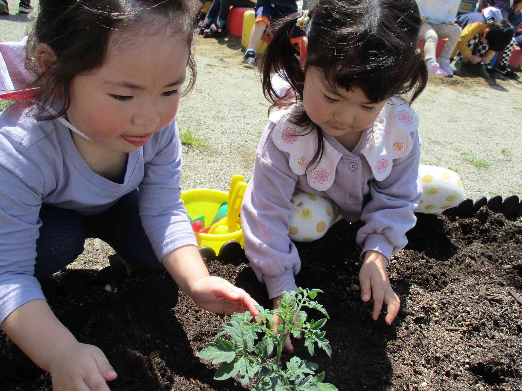 園庭の畑にミニトマトを植えたよ！～3歳児　りす組～