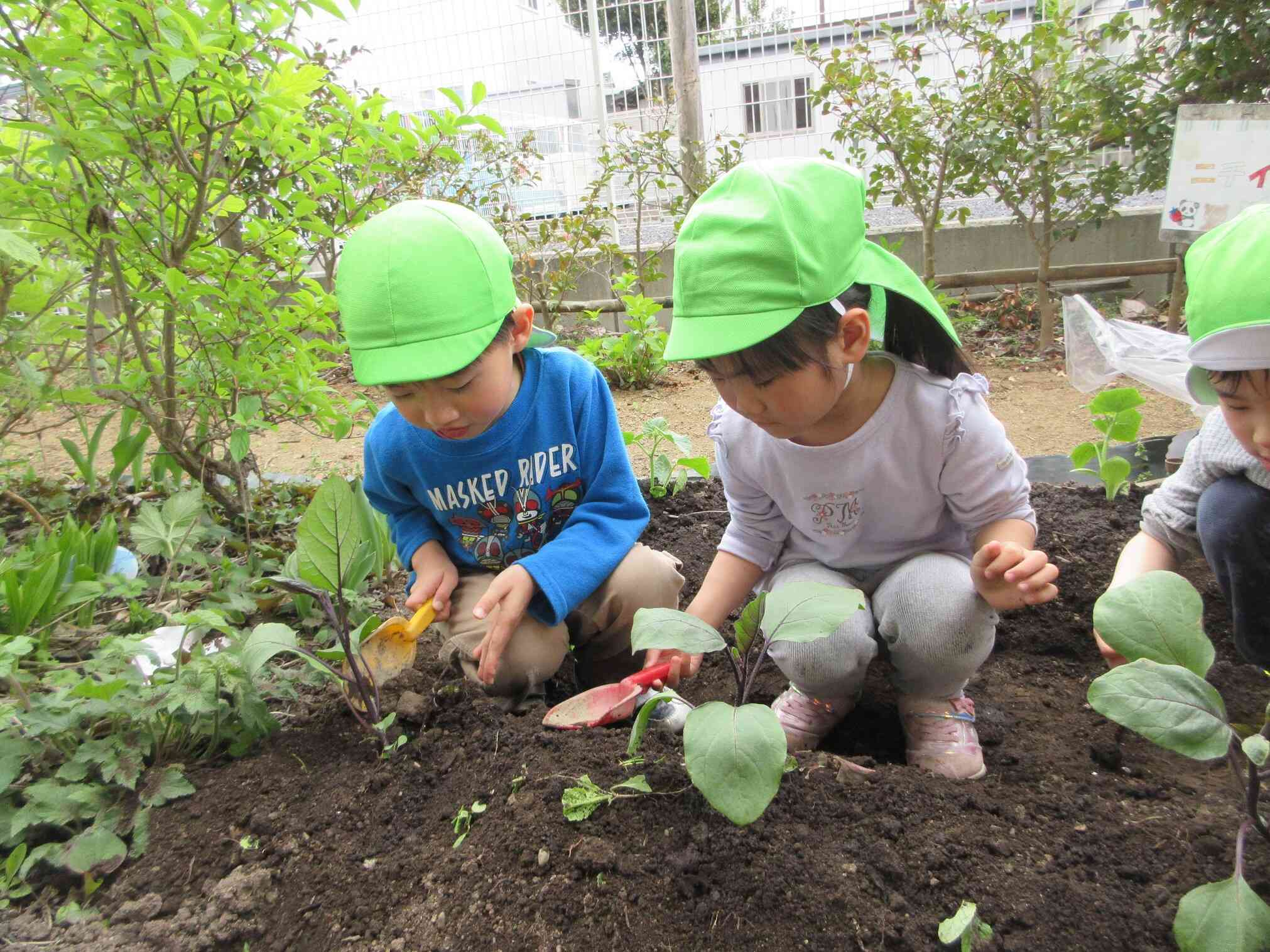 ナスの苗植えをしたよ（5歳児　きりん組）