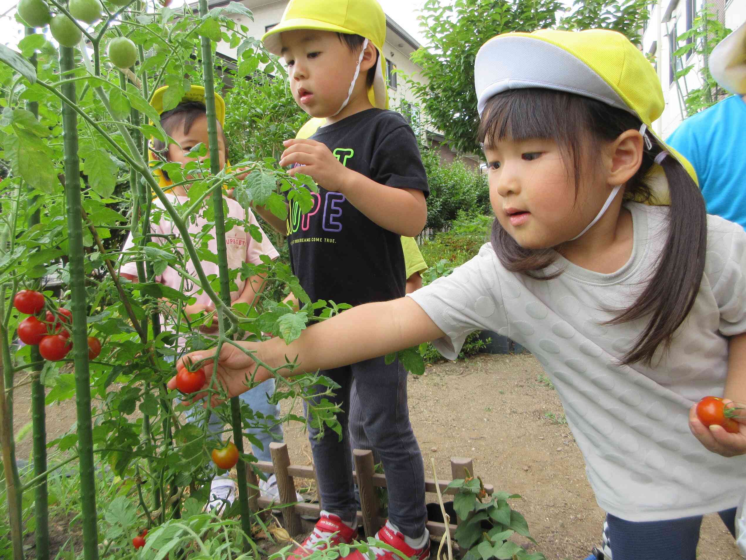 トマトの収穫！(3歳児　りす組)