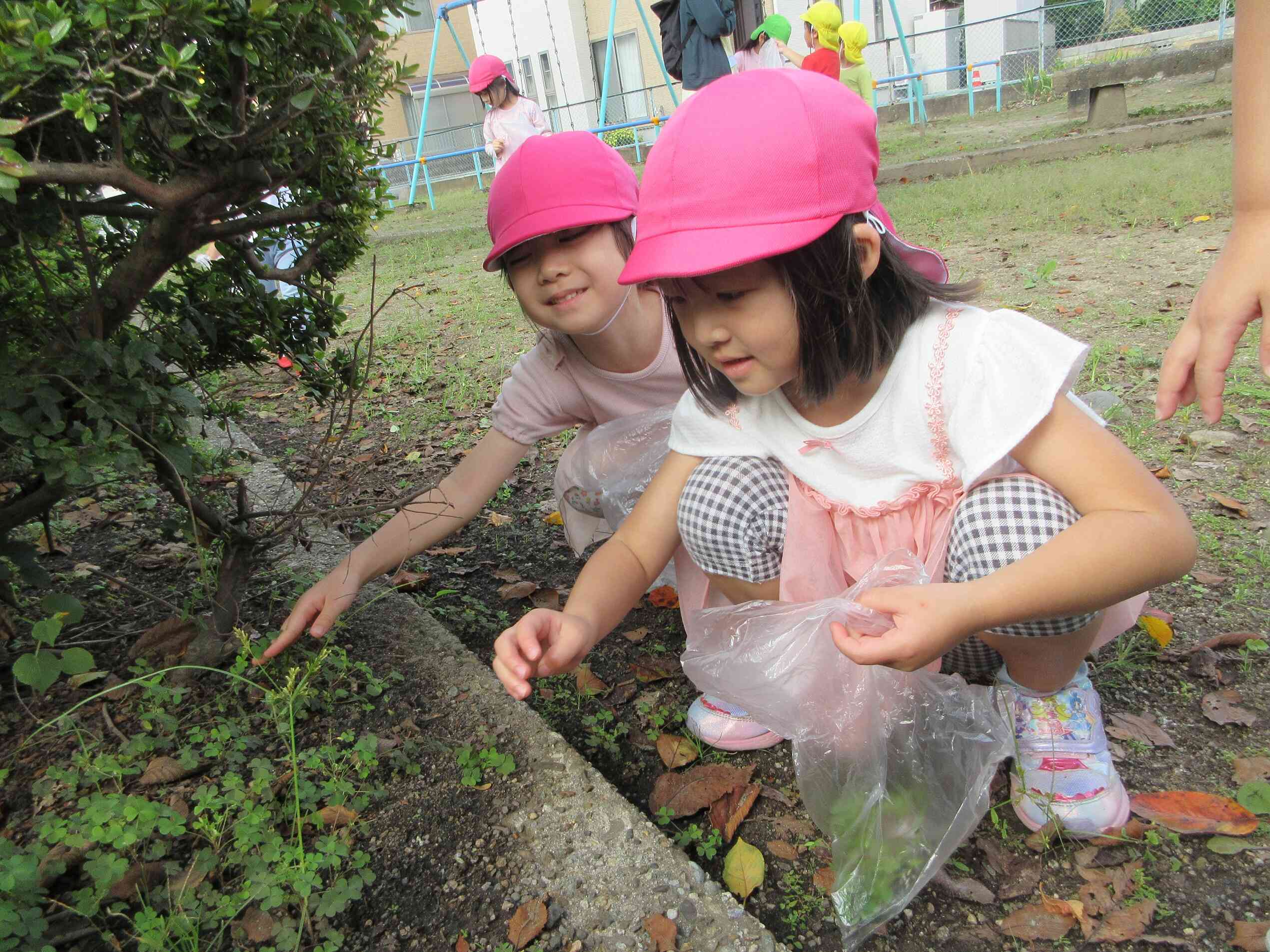 みてみてクローバー